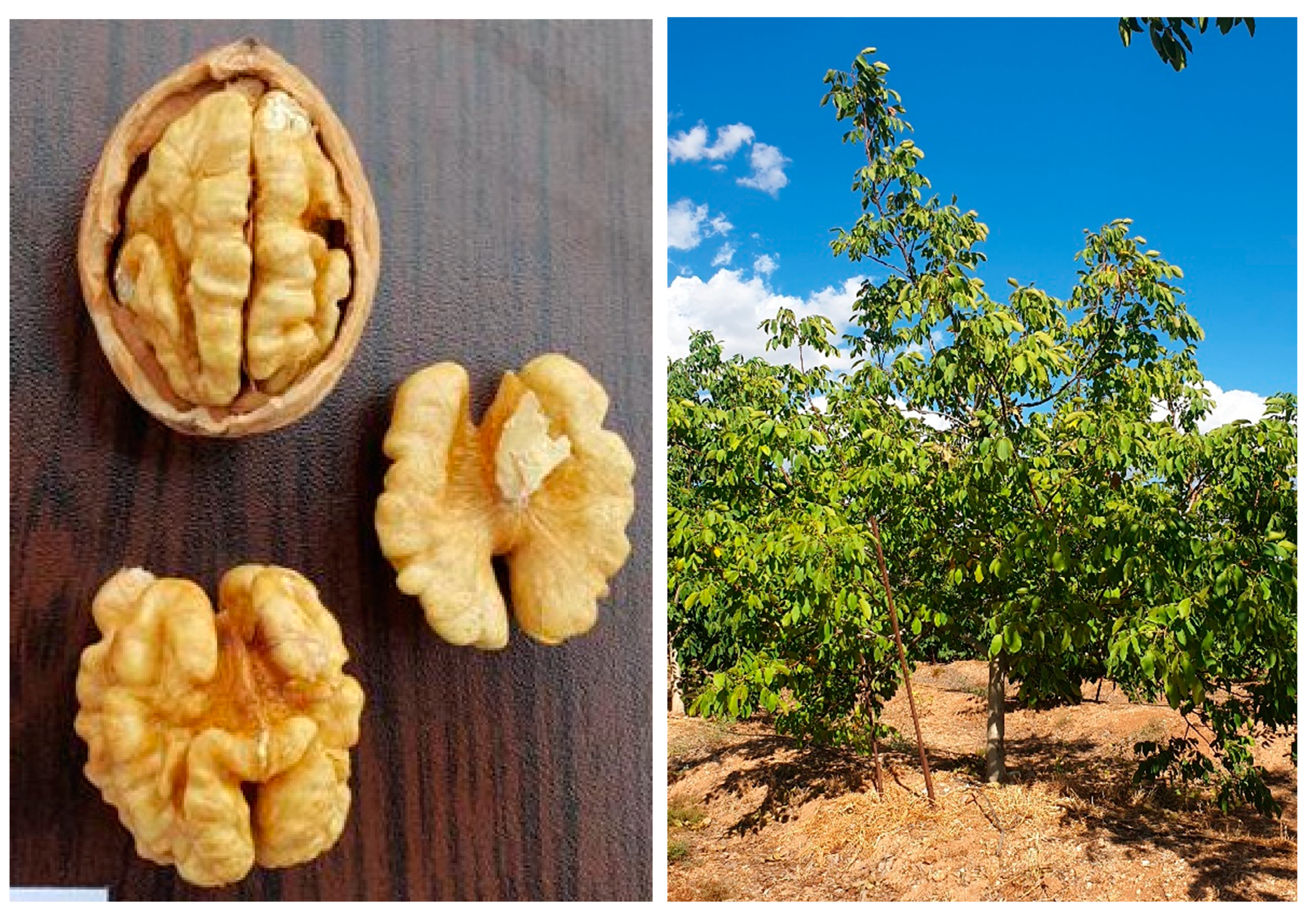 Agriculture 11 00991 g004