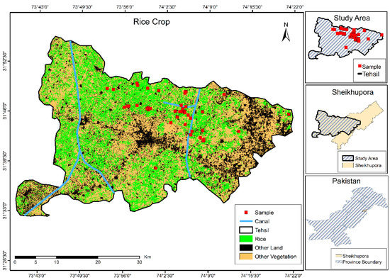 Estimation and Forecasting of Rice Yield Using Phenology