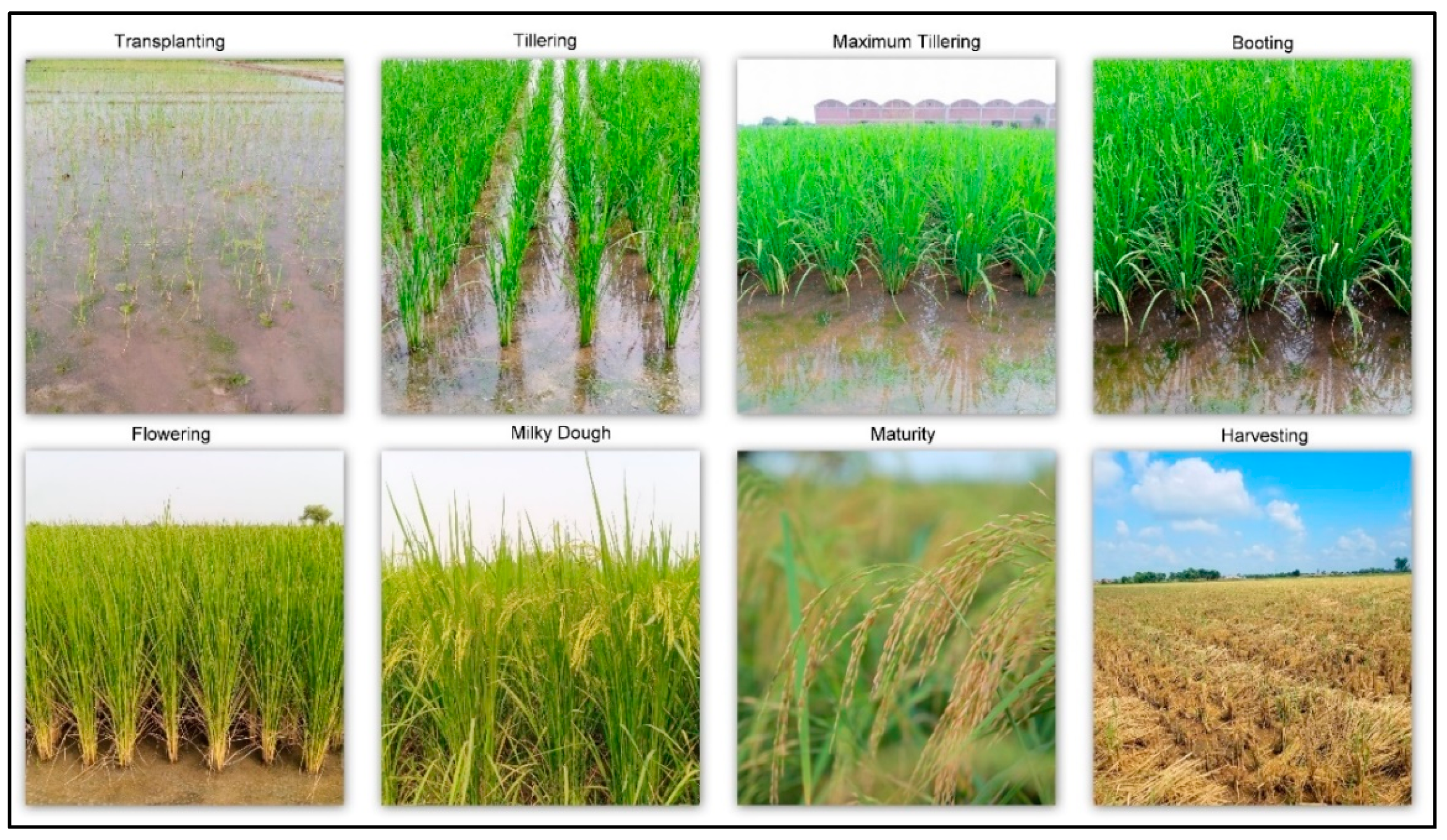 Agriculture 11 01026 g002