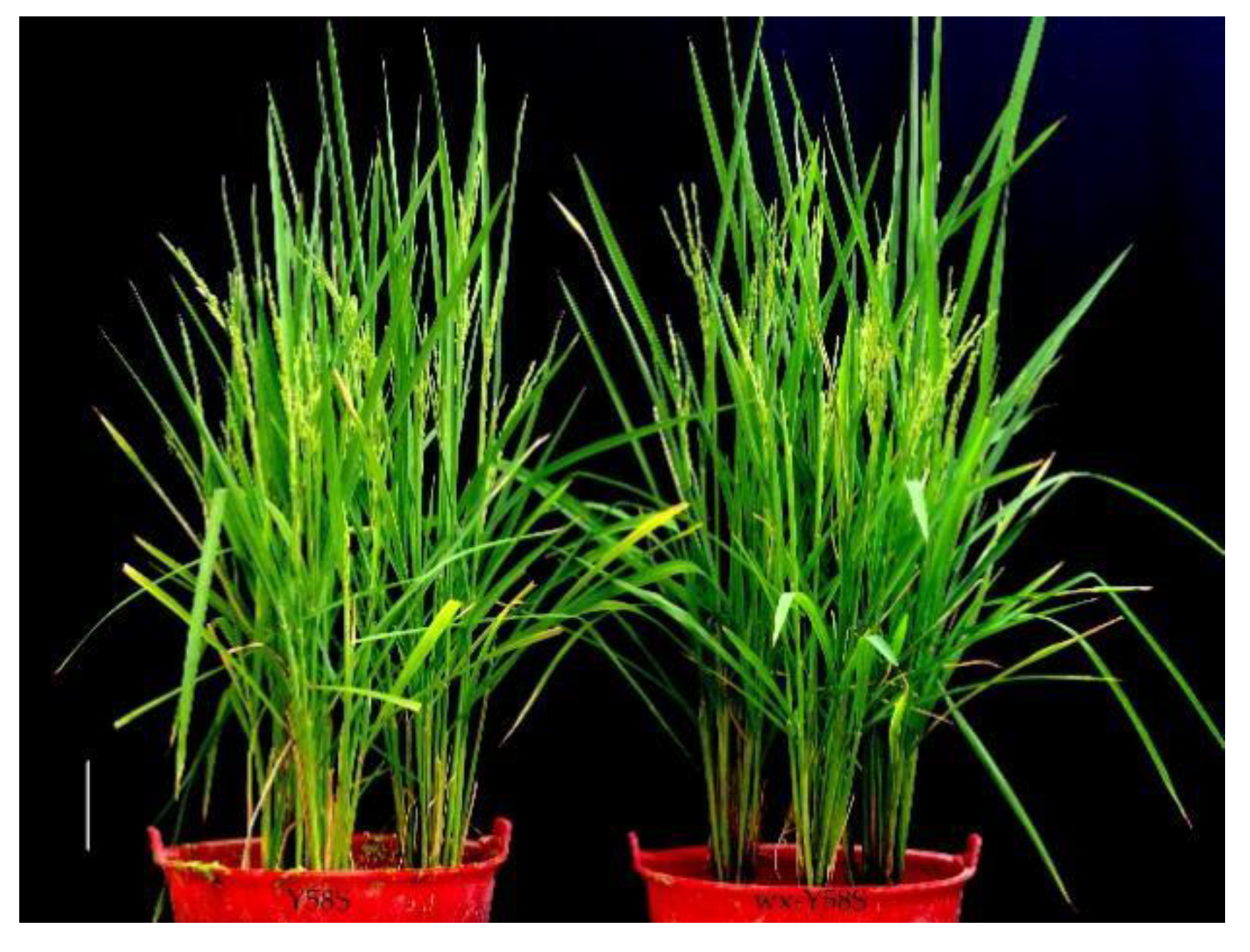 Agriculture 11 01044 g008