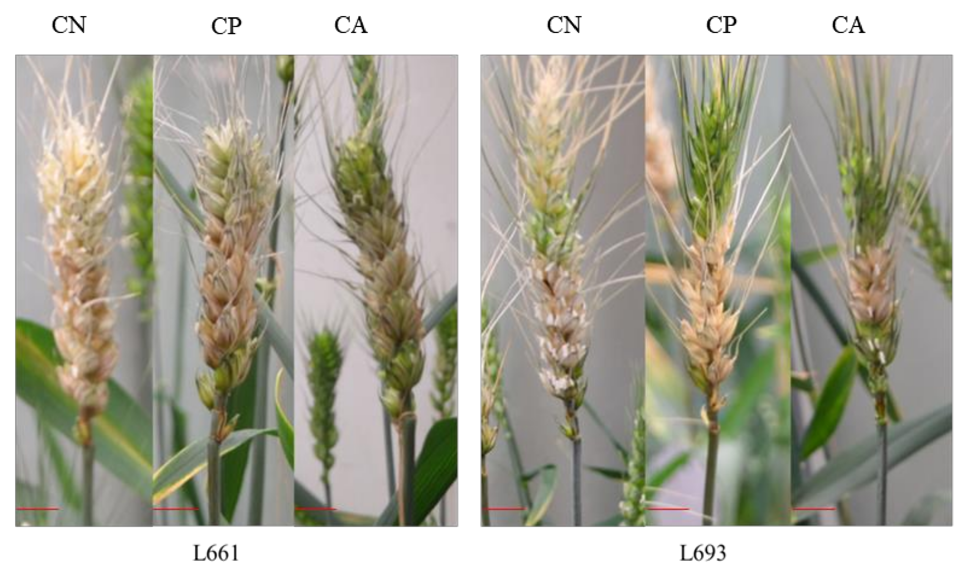 Agriculture 11 01065 g001
