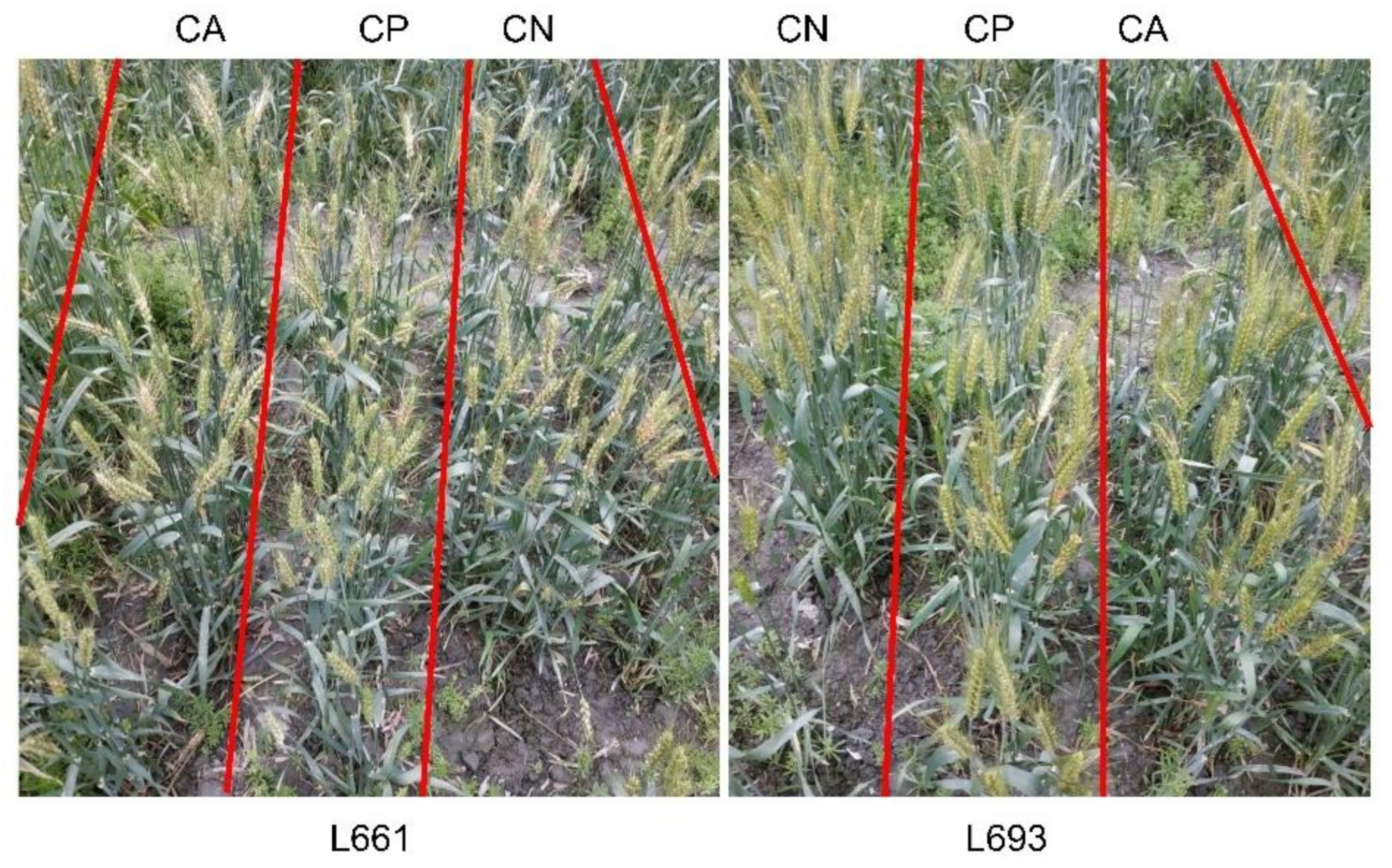 Agriculture 11 01065 g002