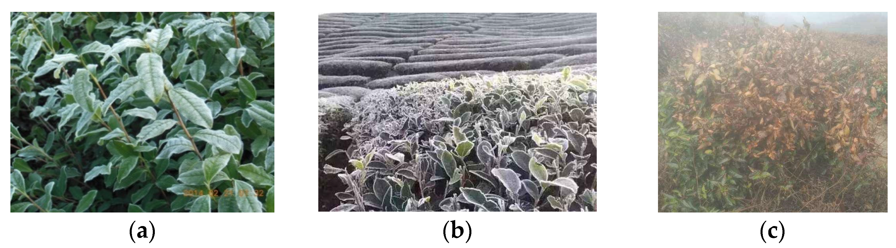 Agriculture 11 01142 g002