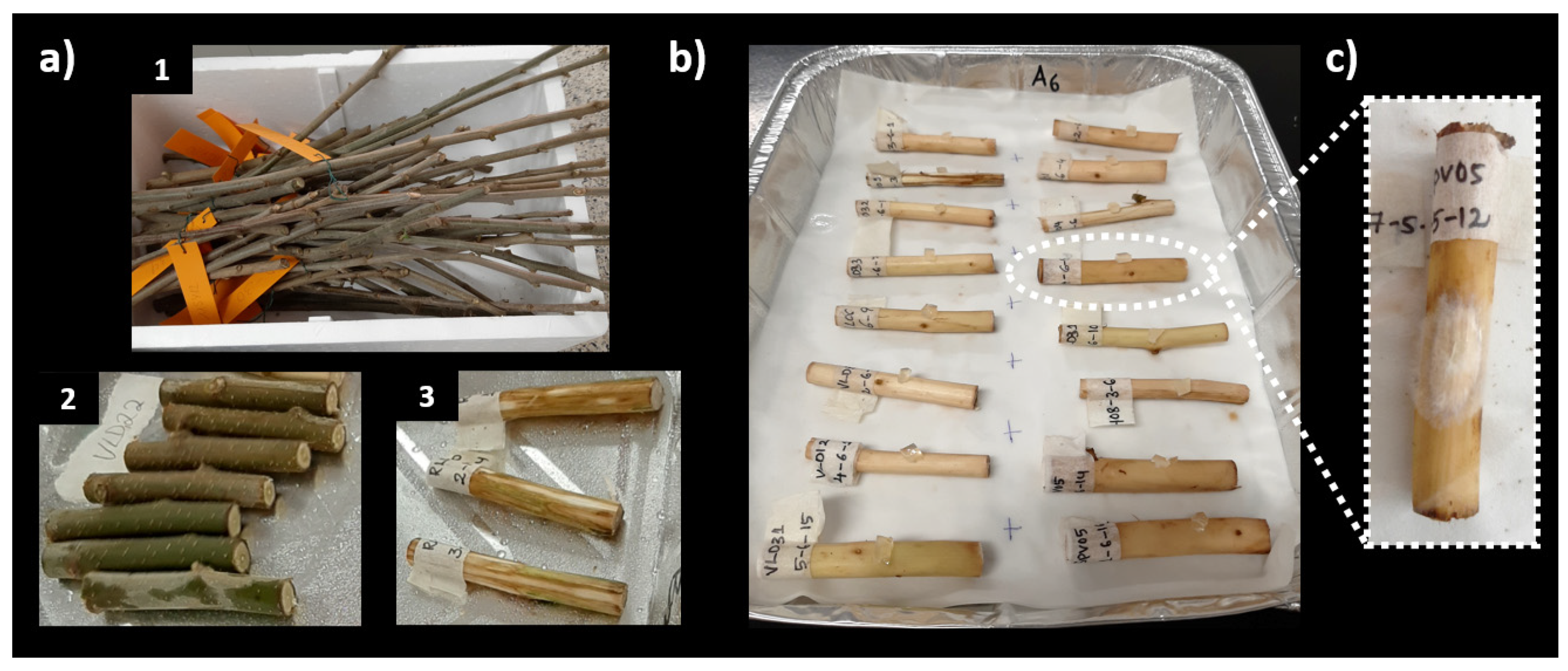Agriculture 11 01158 g001