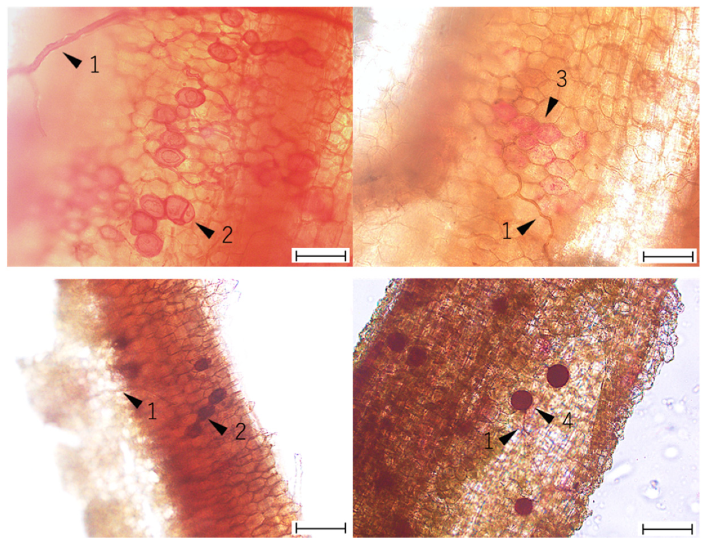 Agriculture 11 01161 g001