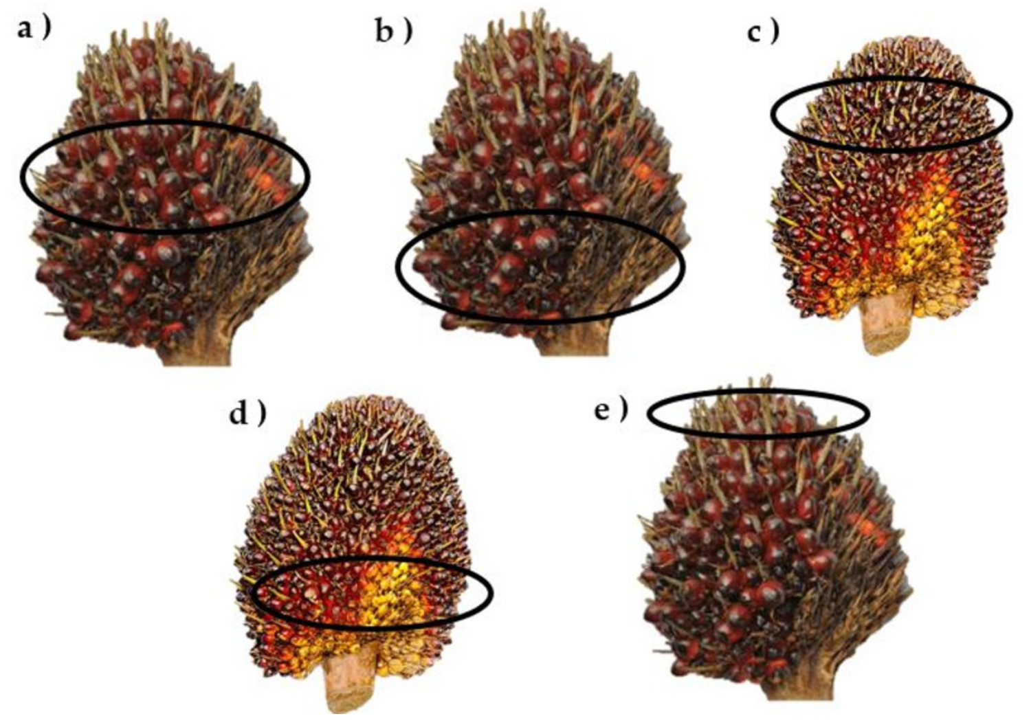 Agriculture 11 01179 g003 Agriculture 11 01179 g003