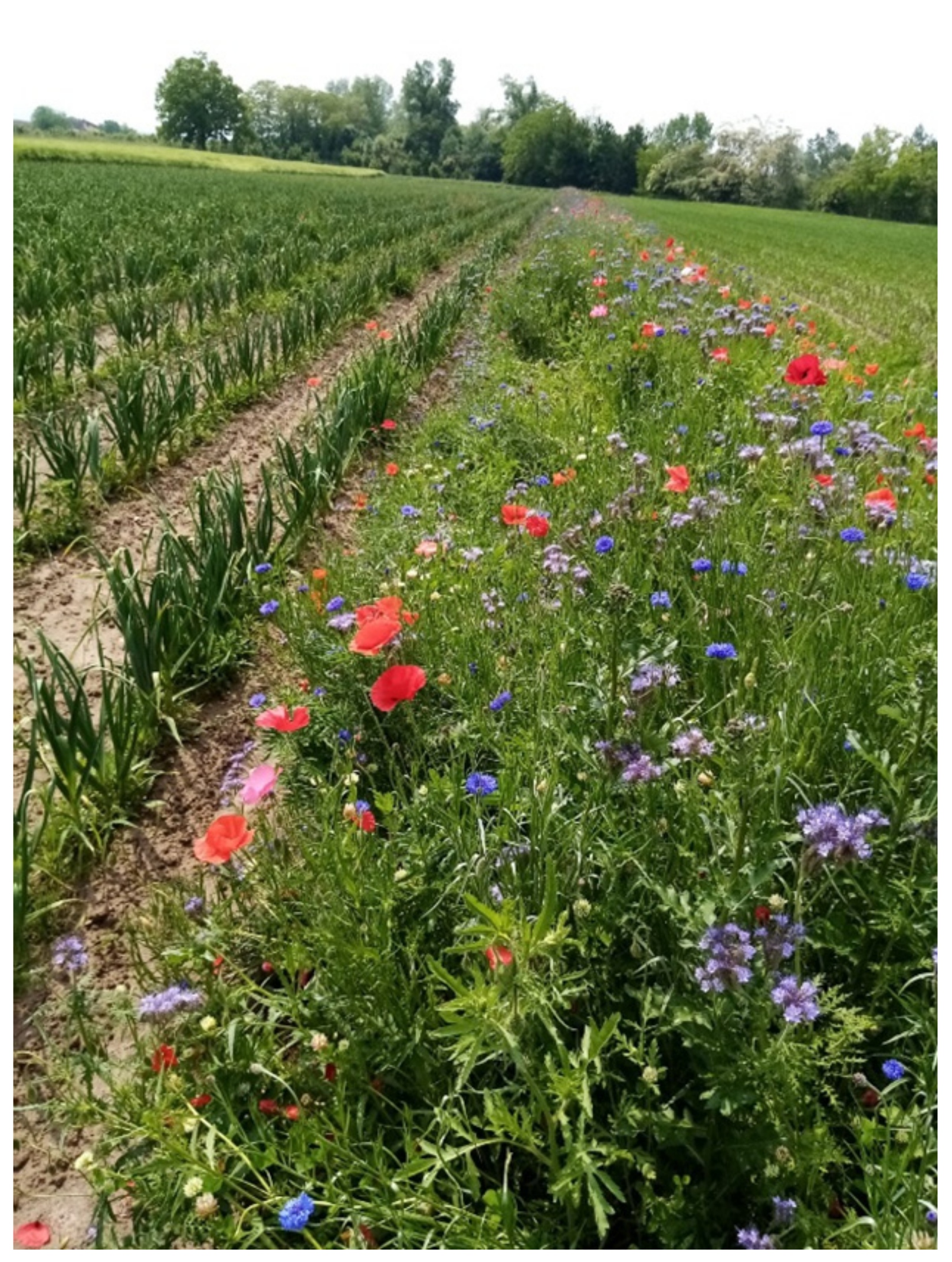 Agriculture 11 01201 g001 550