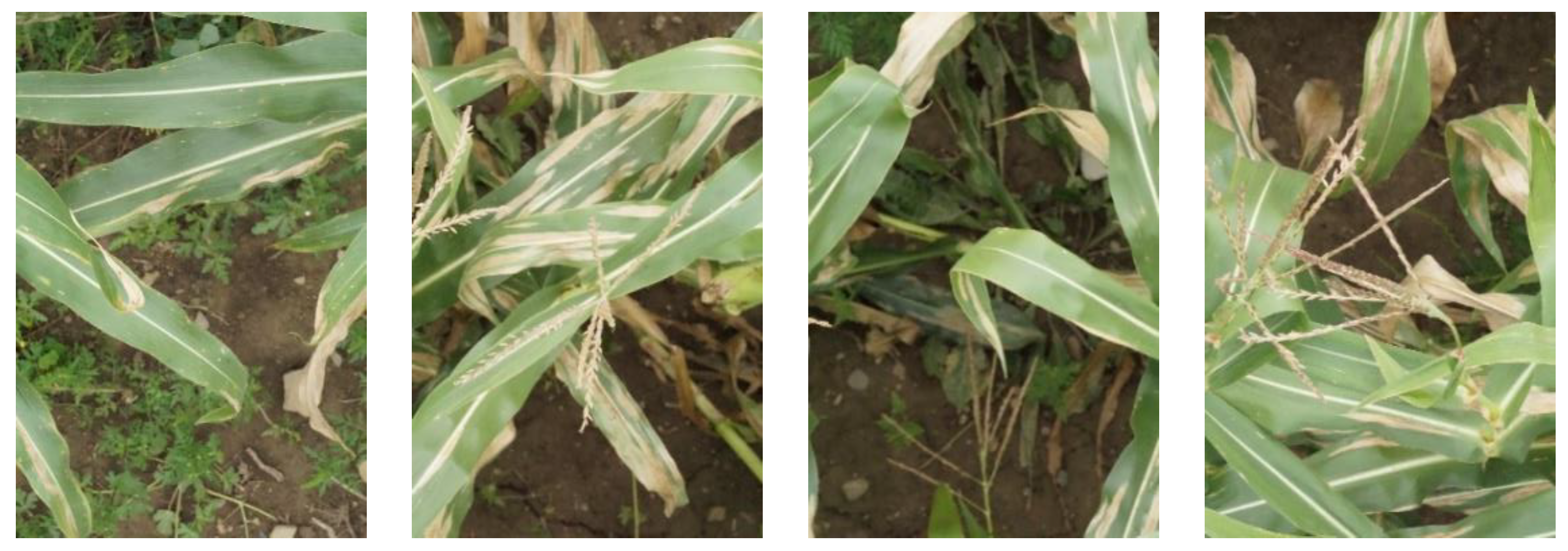 Agriculture 11 01216 g001a 550