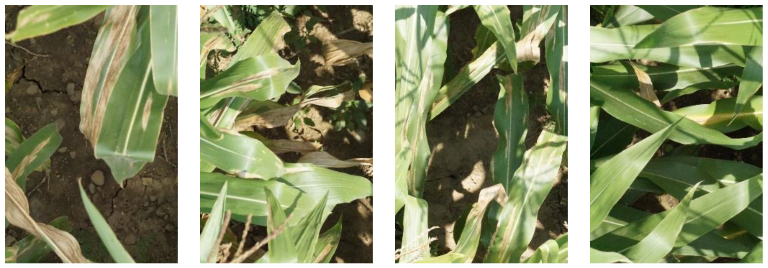 Agriculture 11 01216 g001b 550