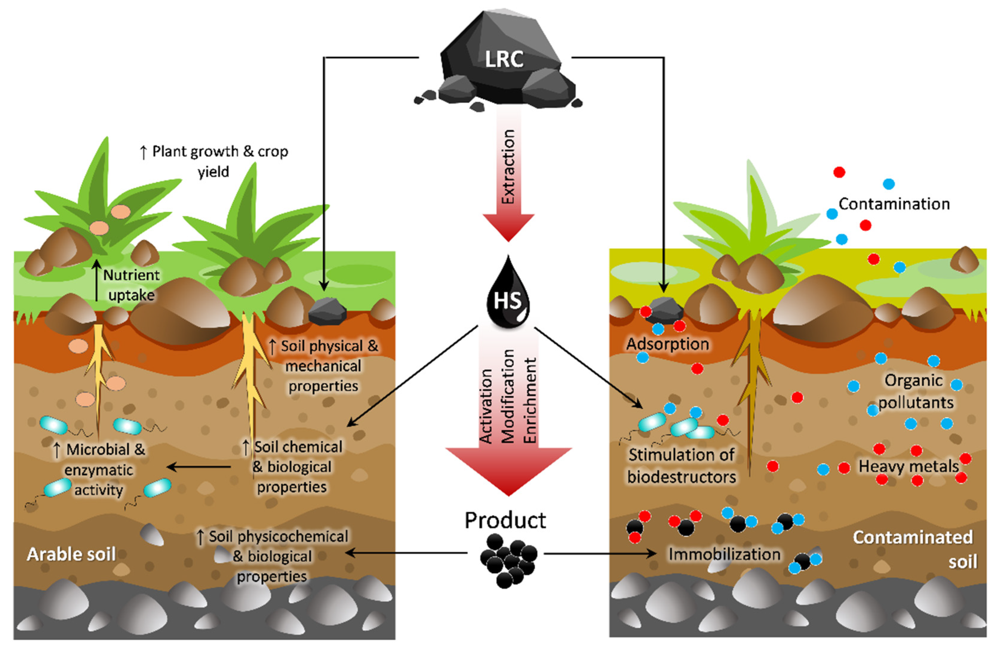 Image of Plant growing in a pot with humic acid