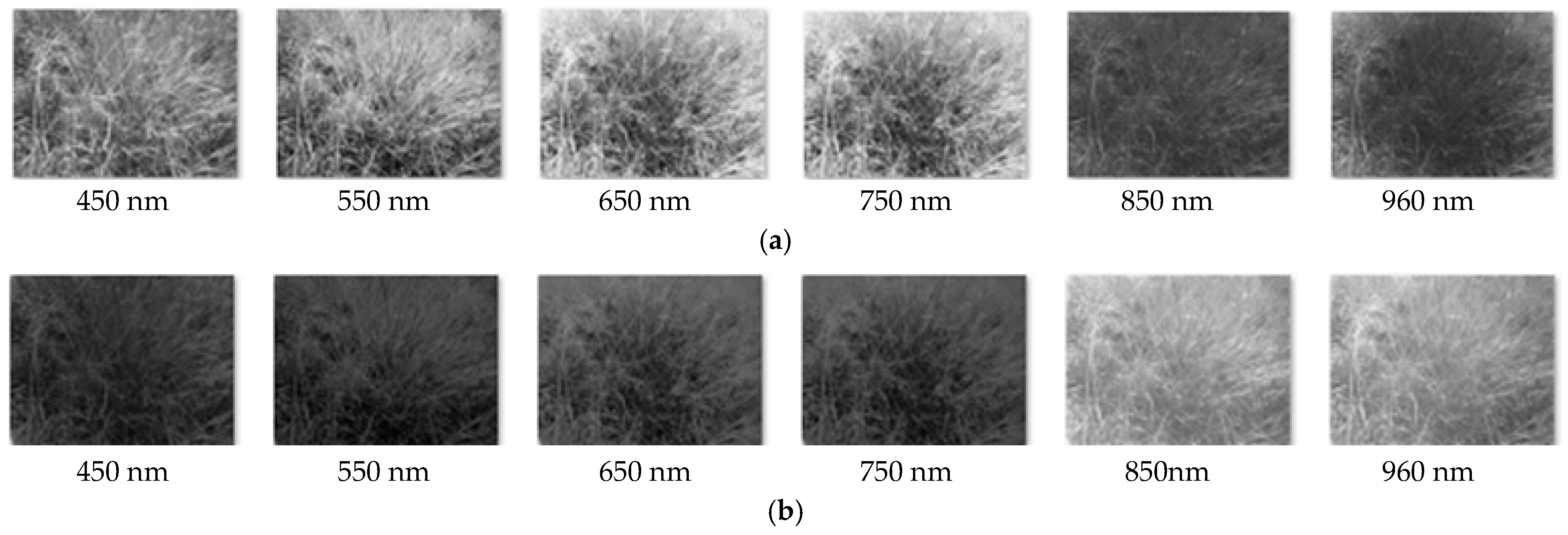 Agriculture 11 01262 g004 Agriculture 11 01262 g004