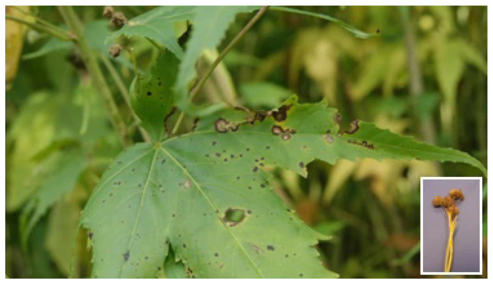 Agriculture 11 01264 g001 Agriculture 11 01264 g001