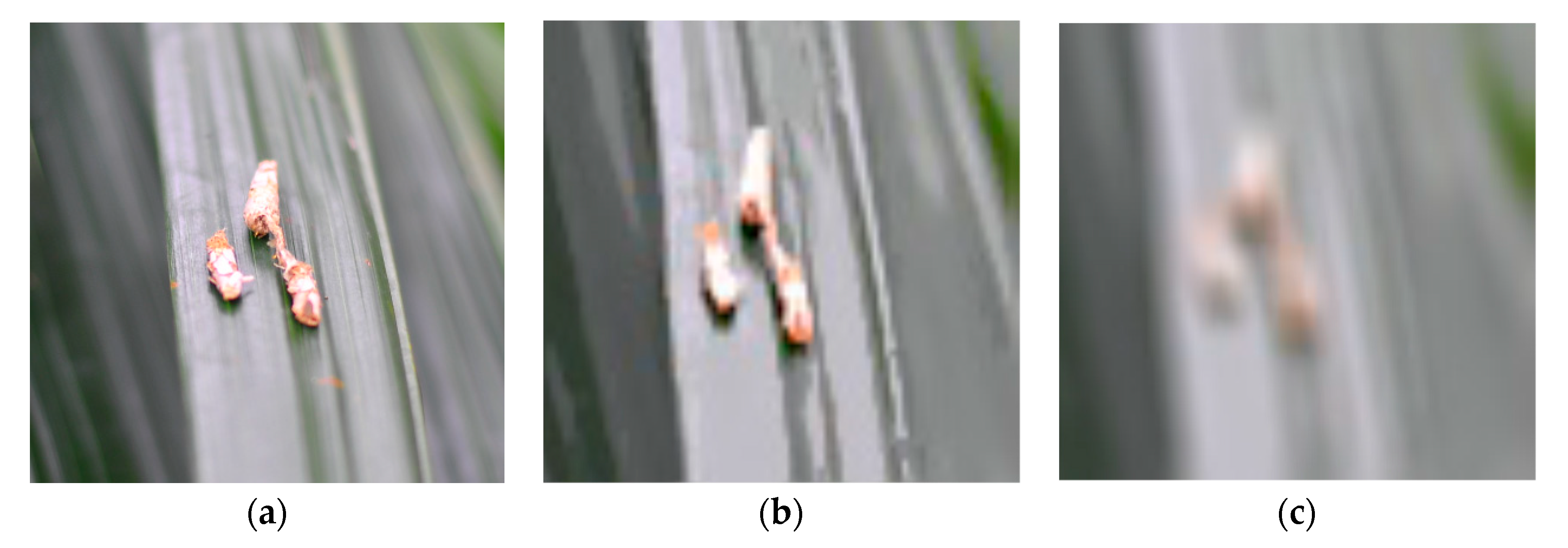 Agriculture 11 01265 g002