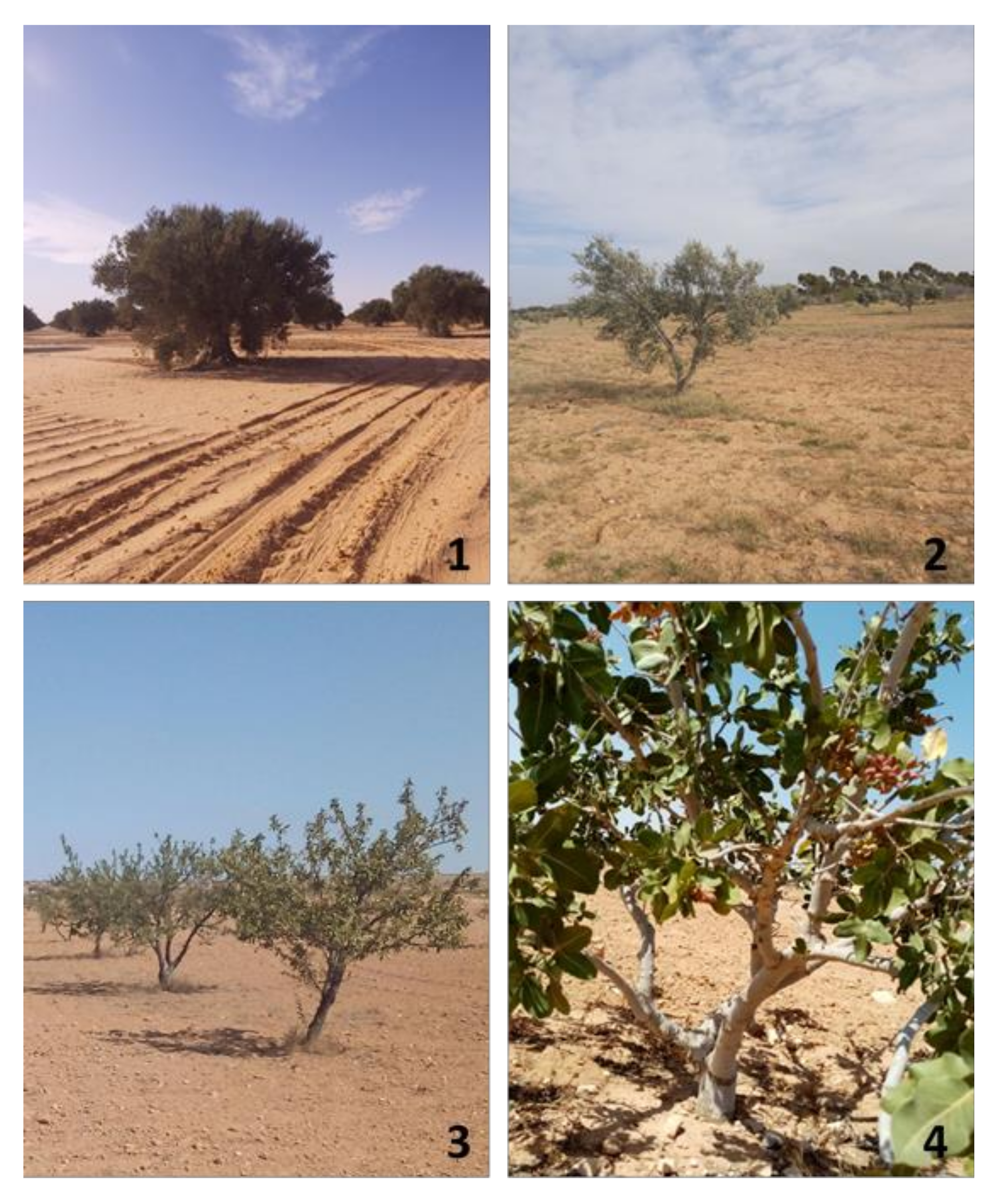 Agriculture 11 01267 g002