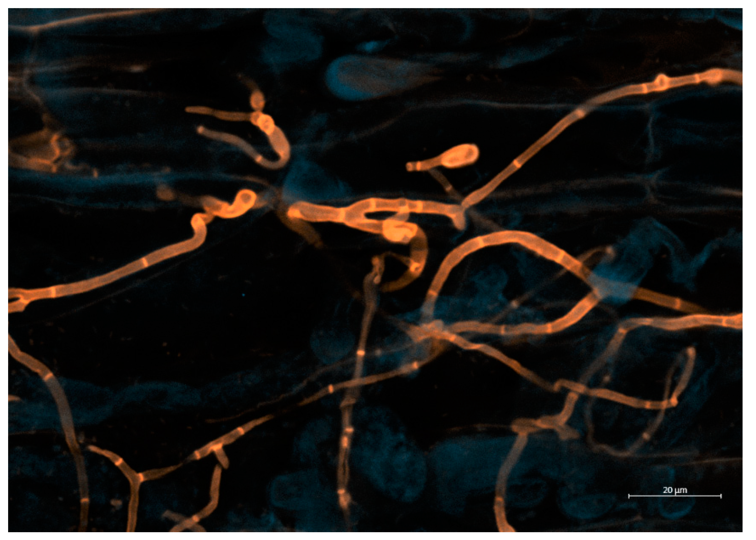 Agriculture 11 01295 g003