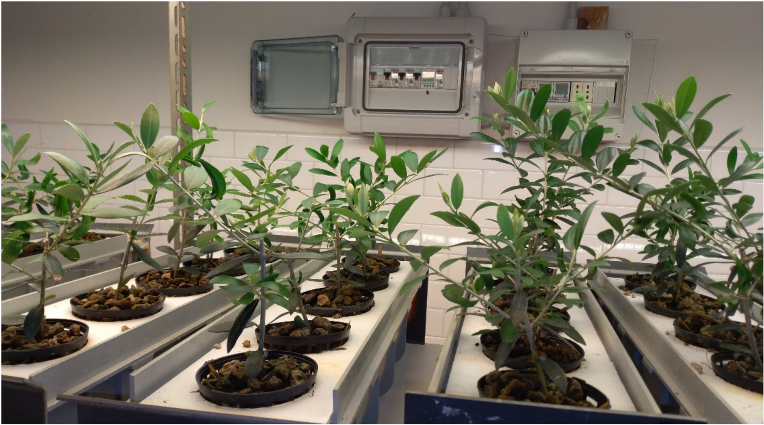 Agriculture 11 01299 g001