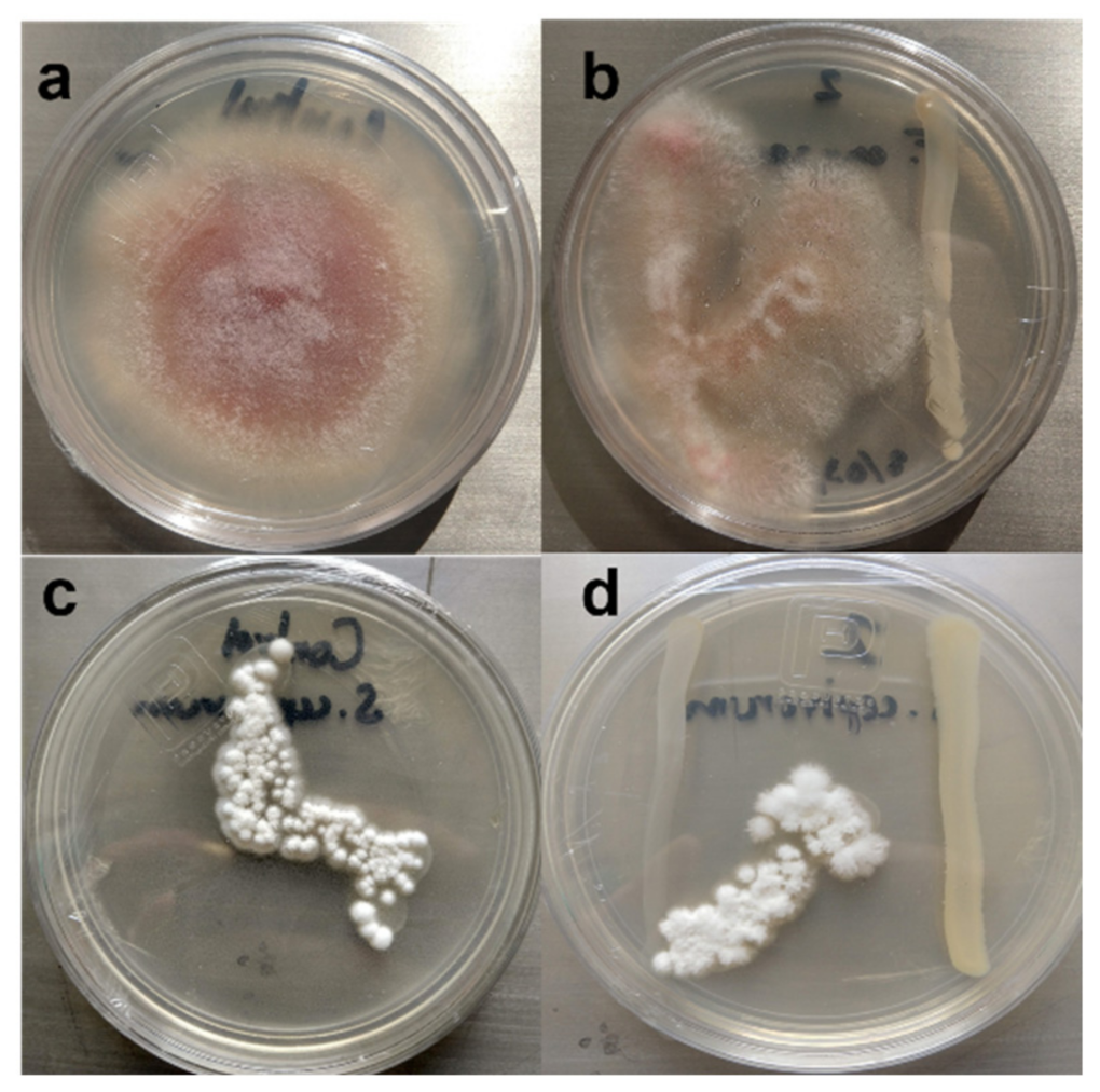 Agriculture 12 00003 g002