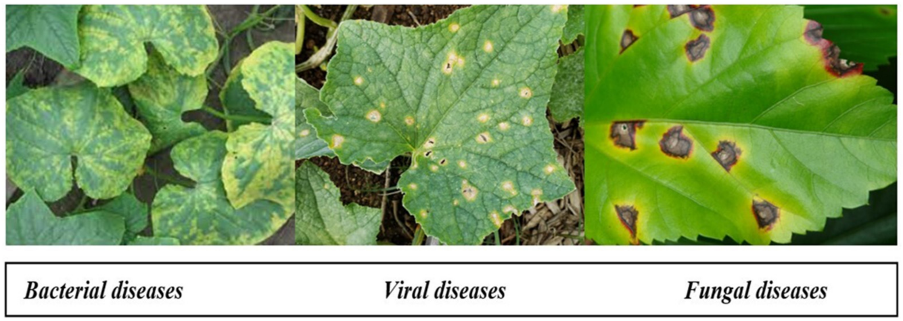 Agriculture 12 00009 g001 550