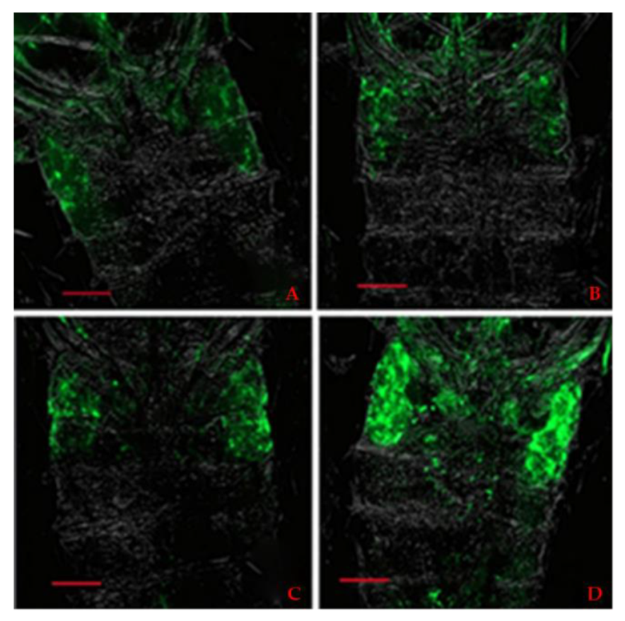 Agriculture 12 00036 g004