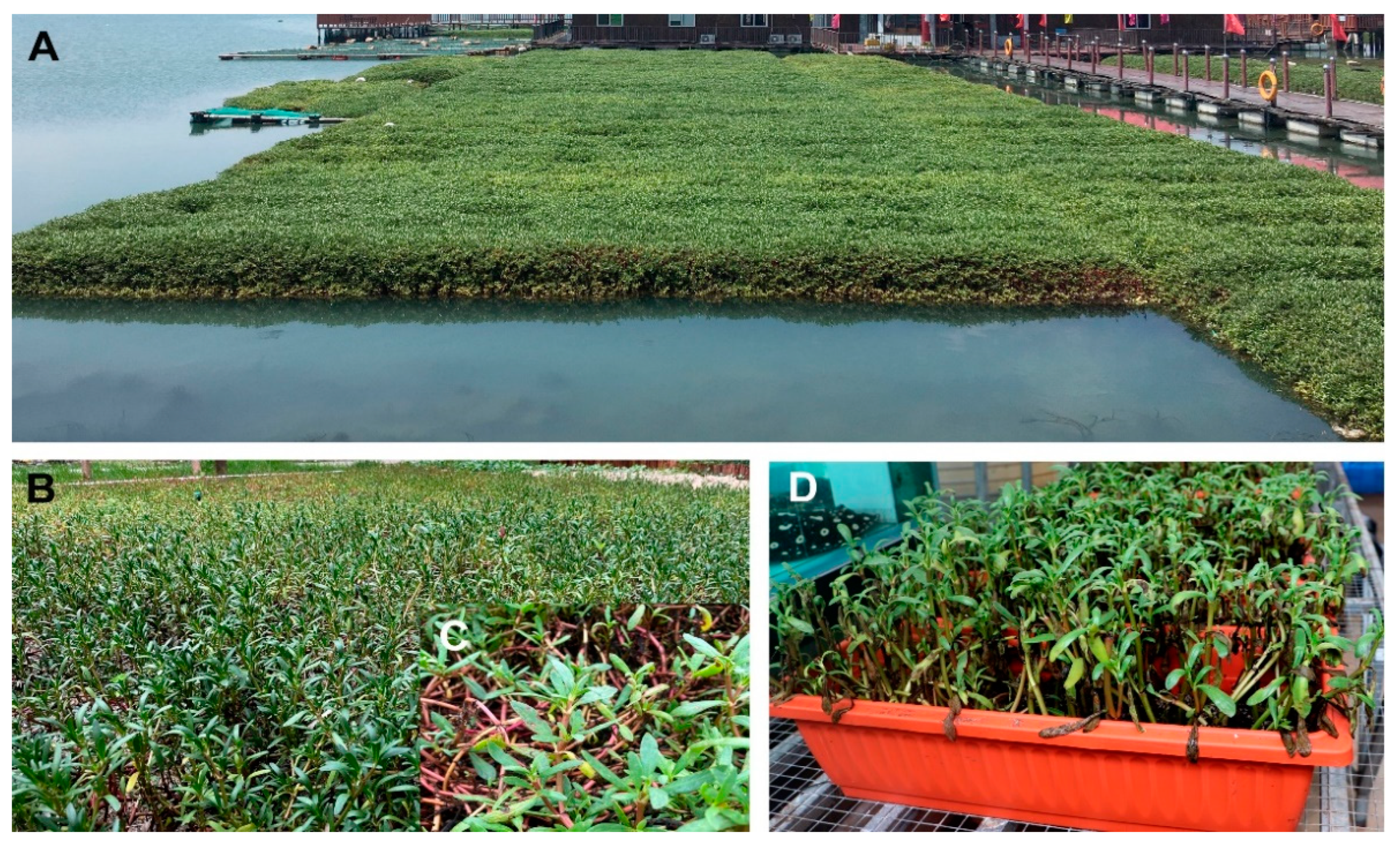 Agriculture 12 00047 g001