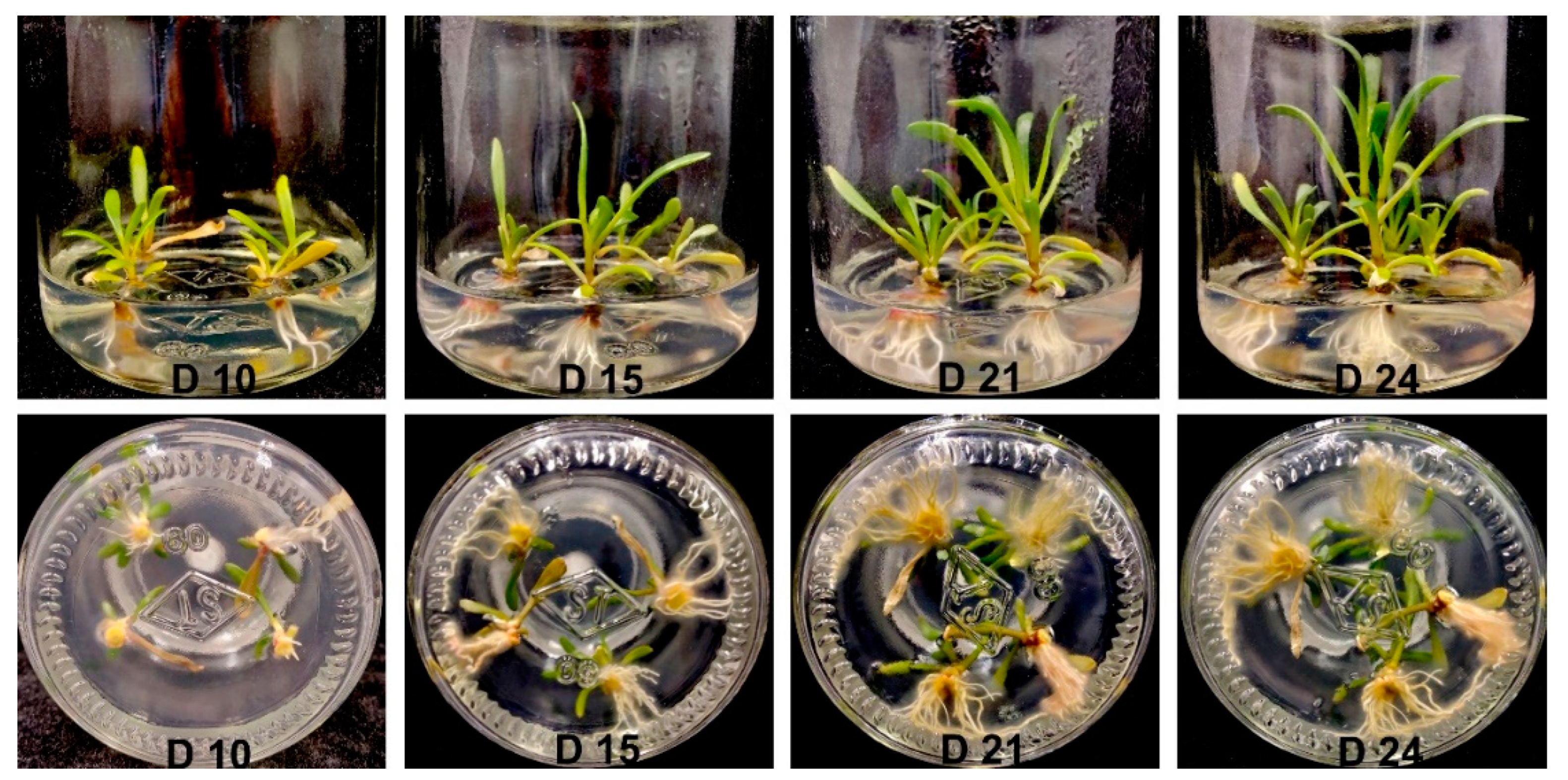 Agriculture 12 00047 g004