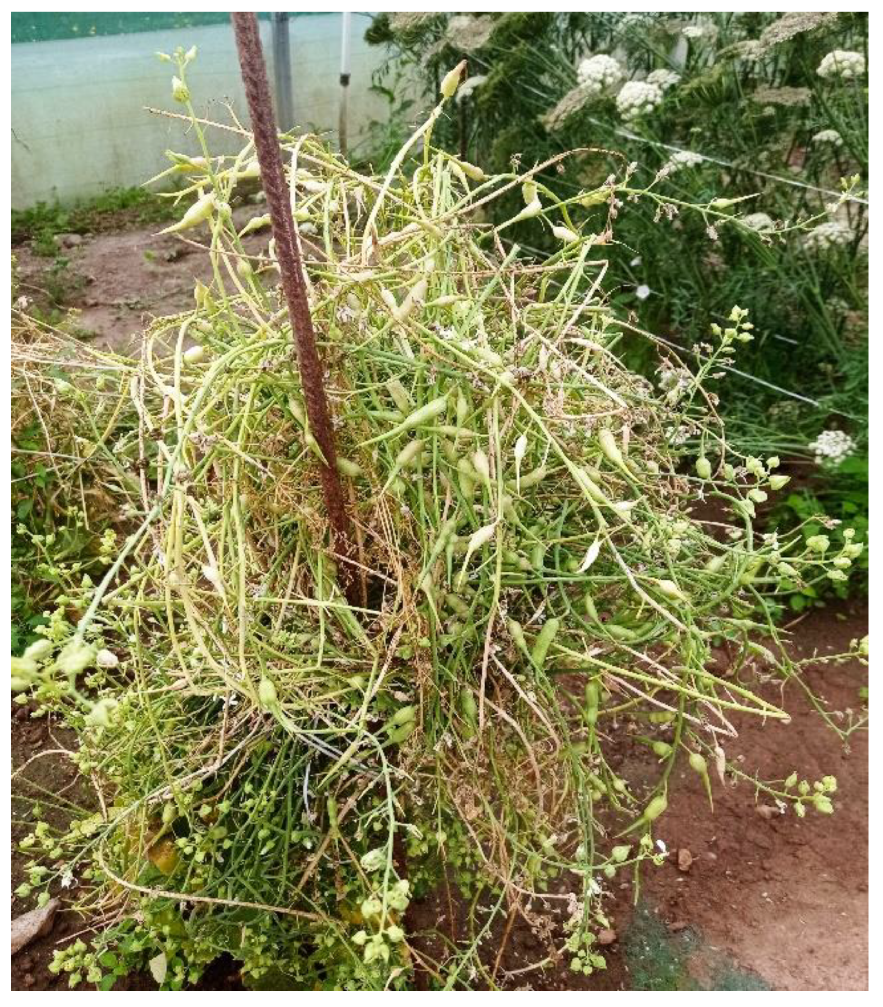 Agriculture 12 00064 g004