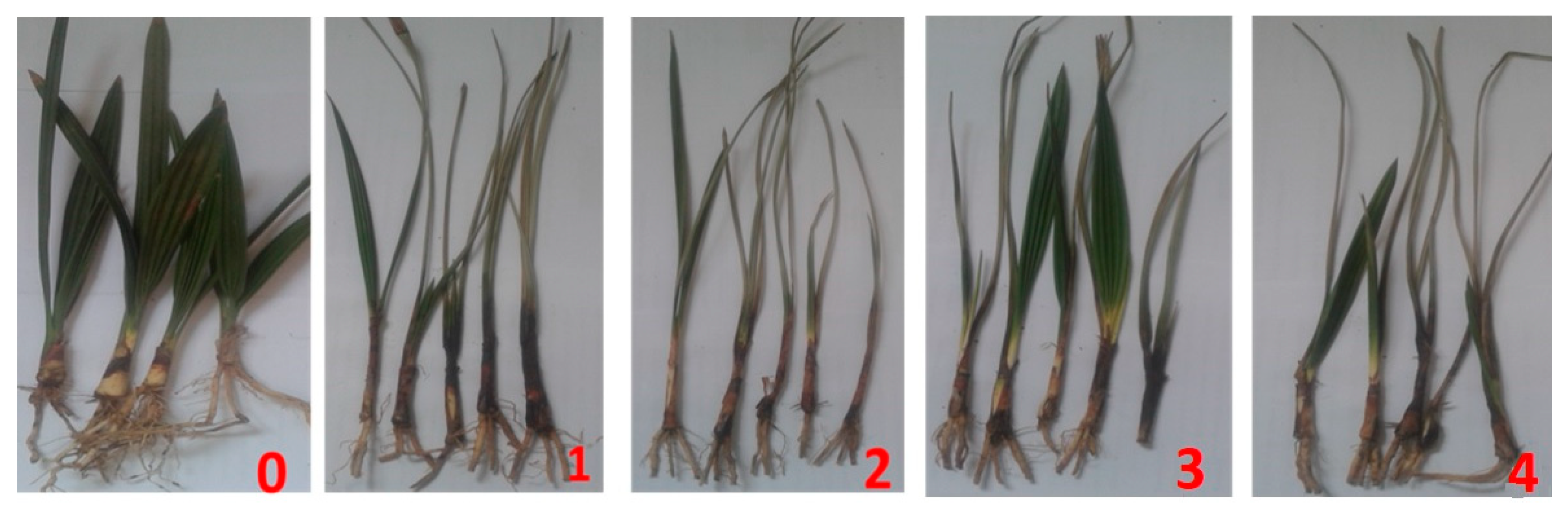 Agriculture 12 00071 g004