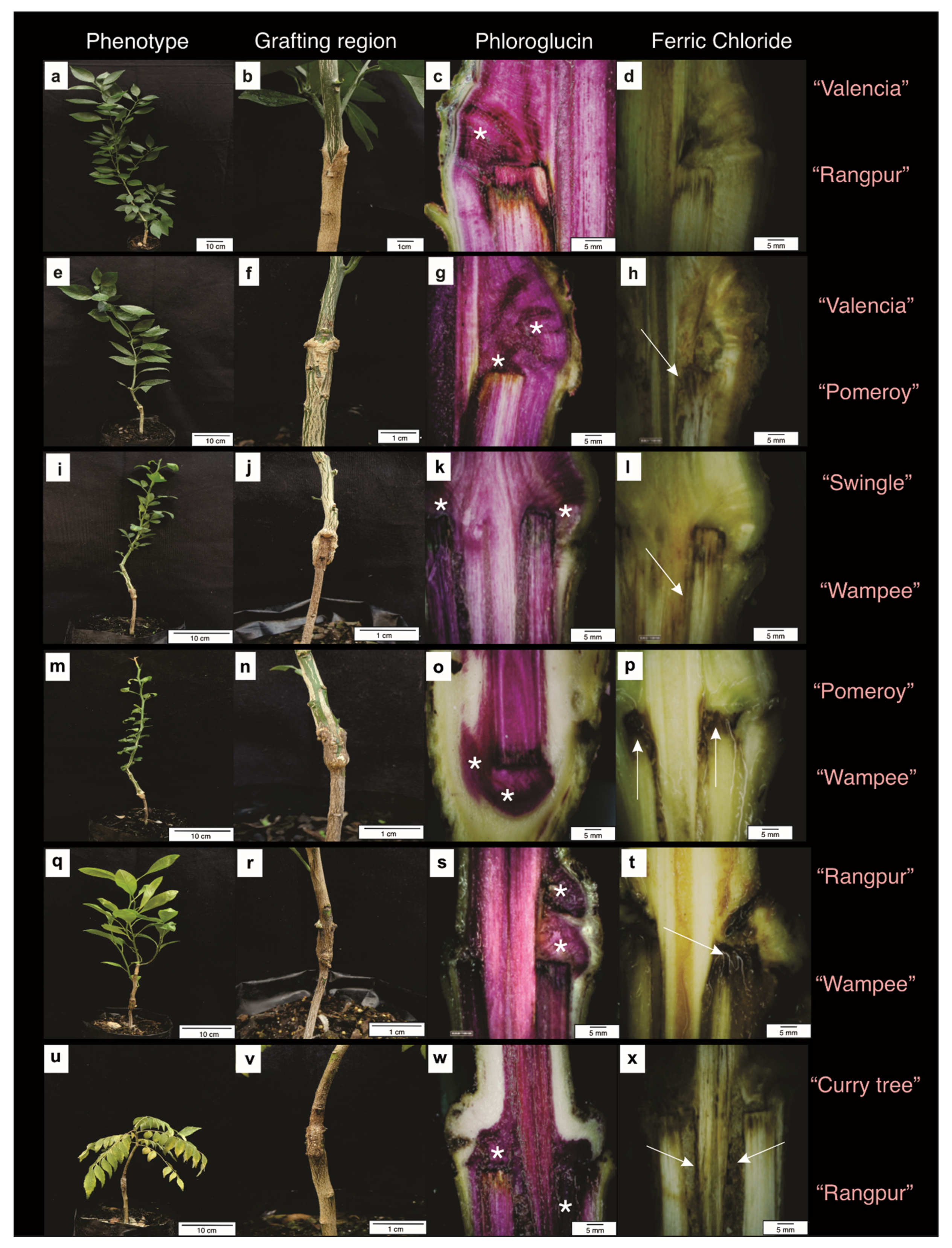 Agriculture Free Full Text Graft Compatibility Classification Within Aurantioideae Based On Biometric Traits And The Anatomy Of Graft Union