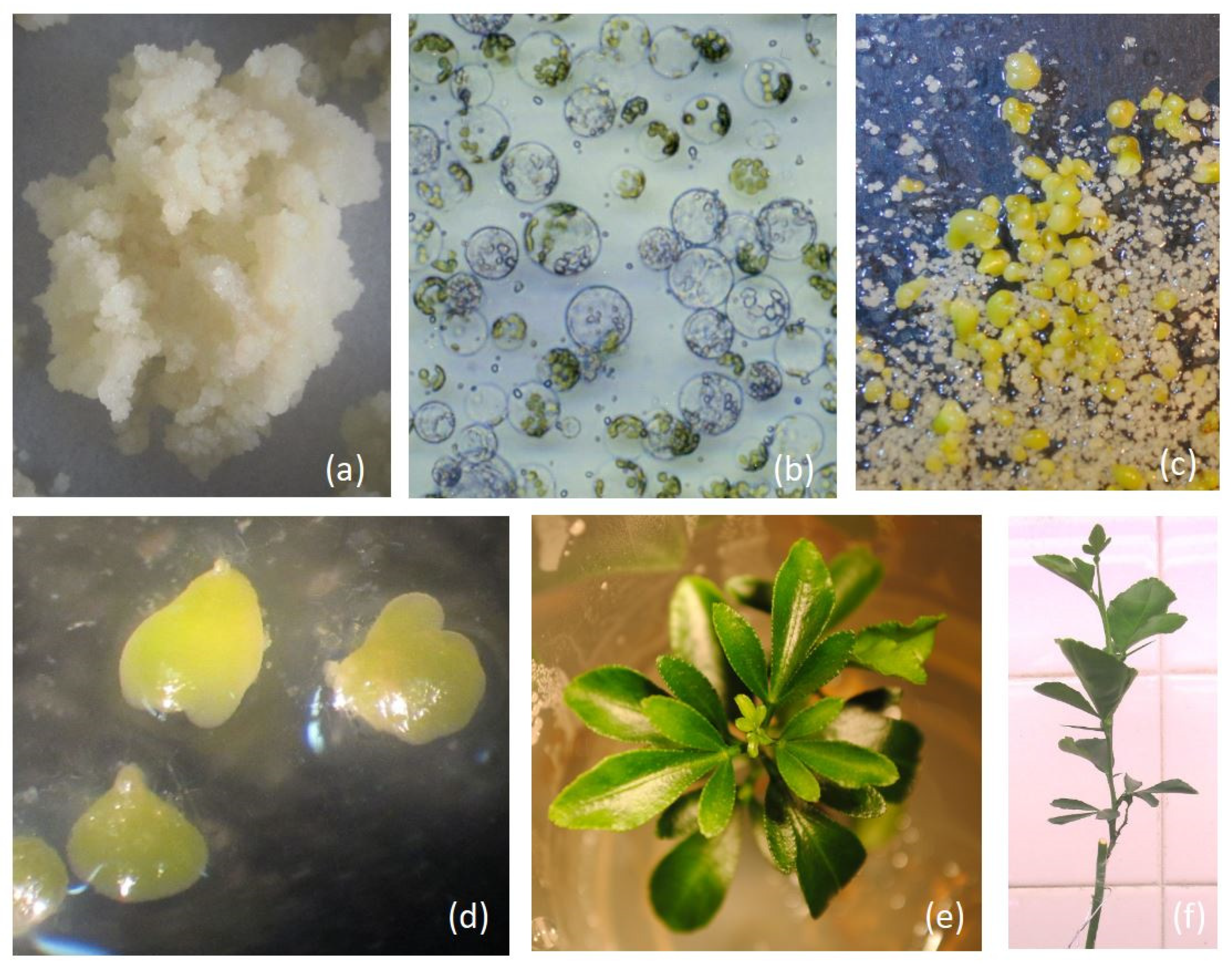 Agriculture 12 00134 g001