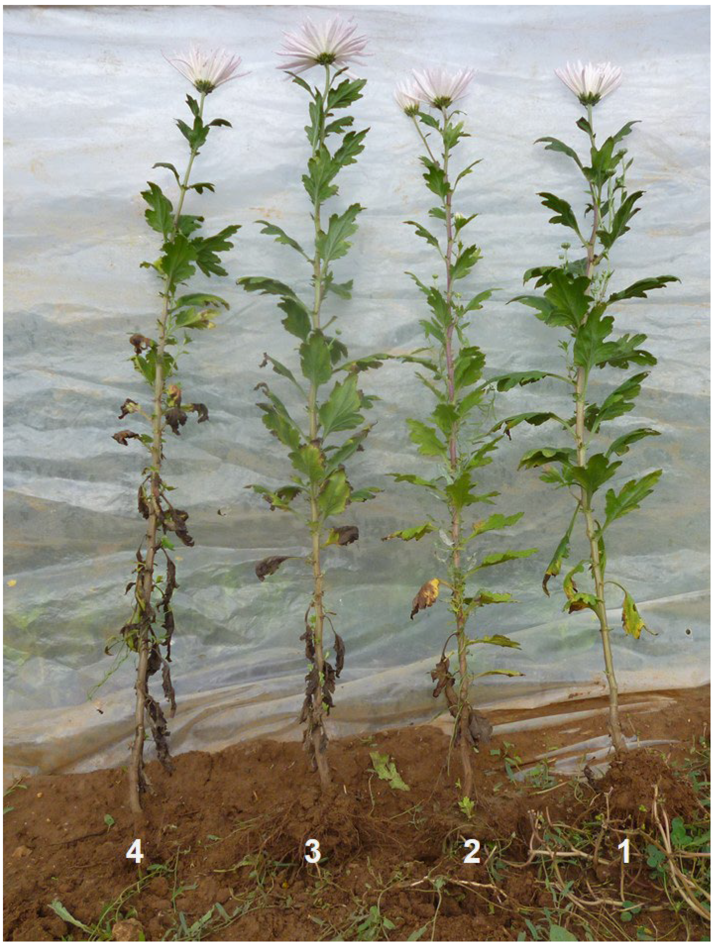 Agriculture 12 00141 g002 550