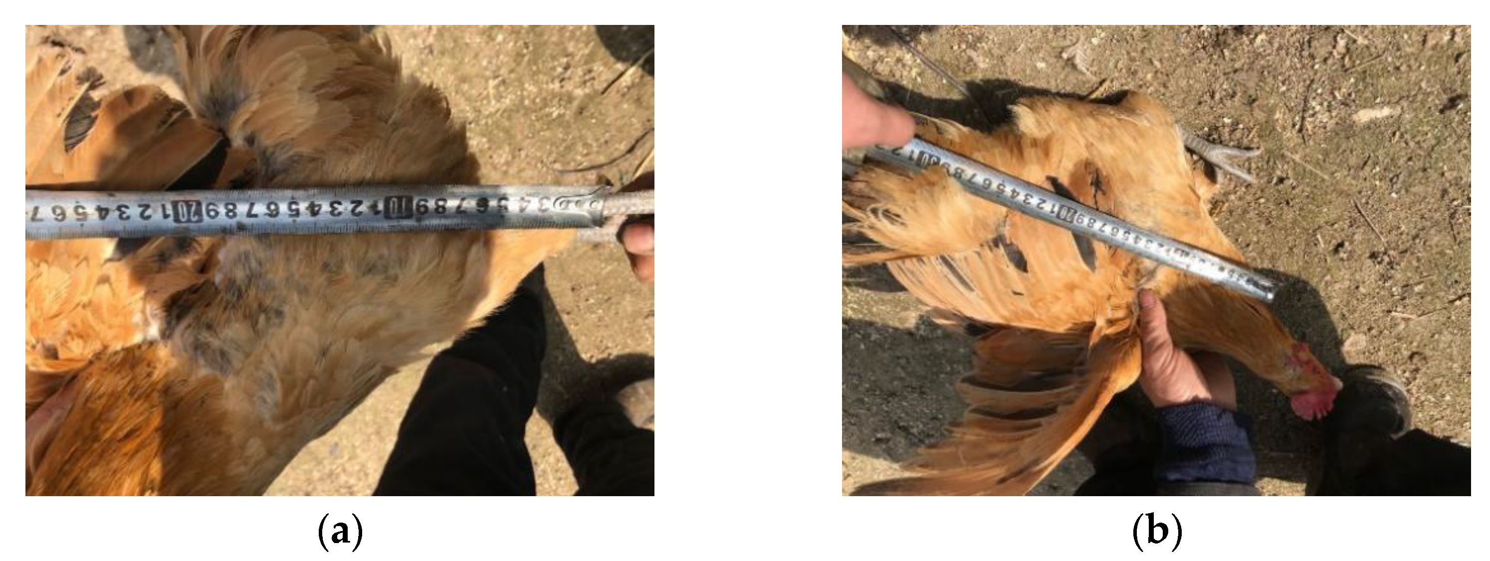 Agriculture 12 00182 g001 550