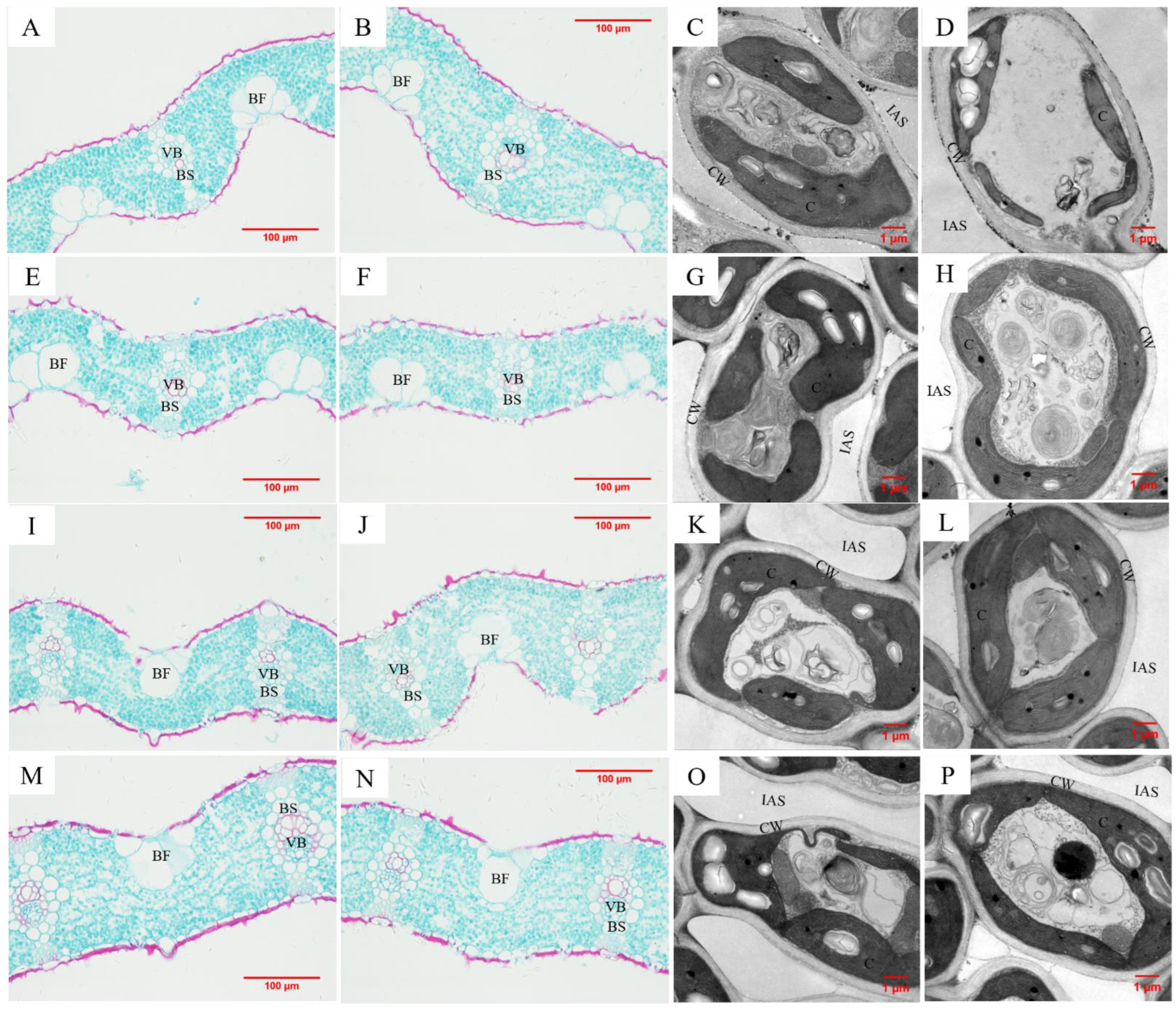 Agriculture 12 00215 g002