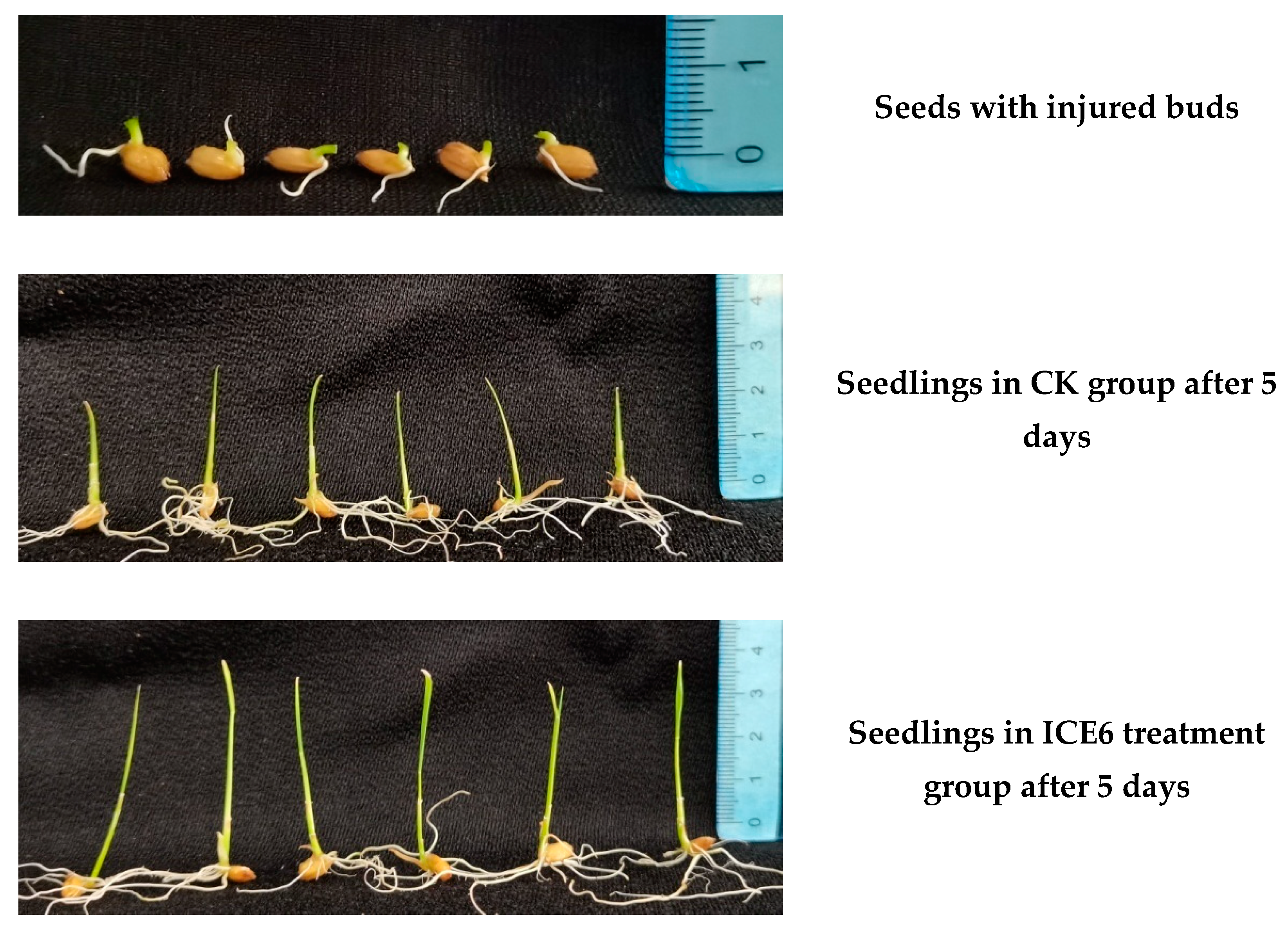 Agriculture 12 00218 g006a