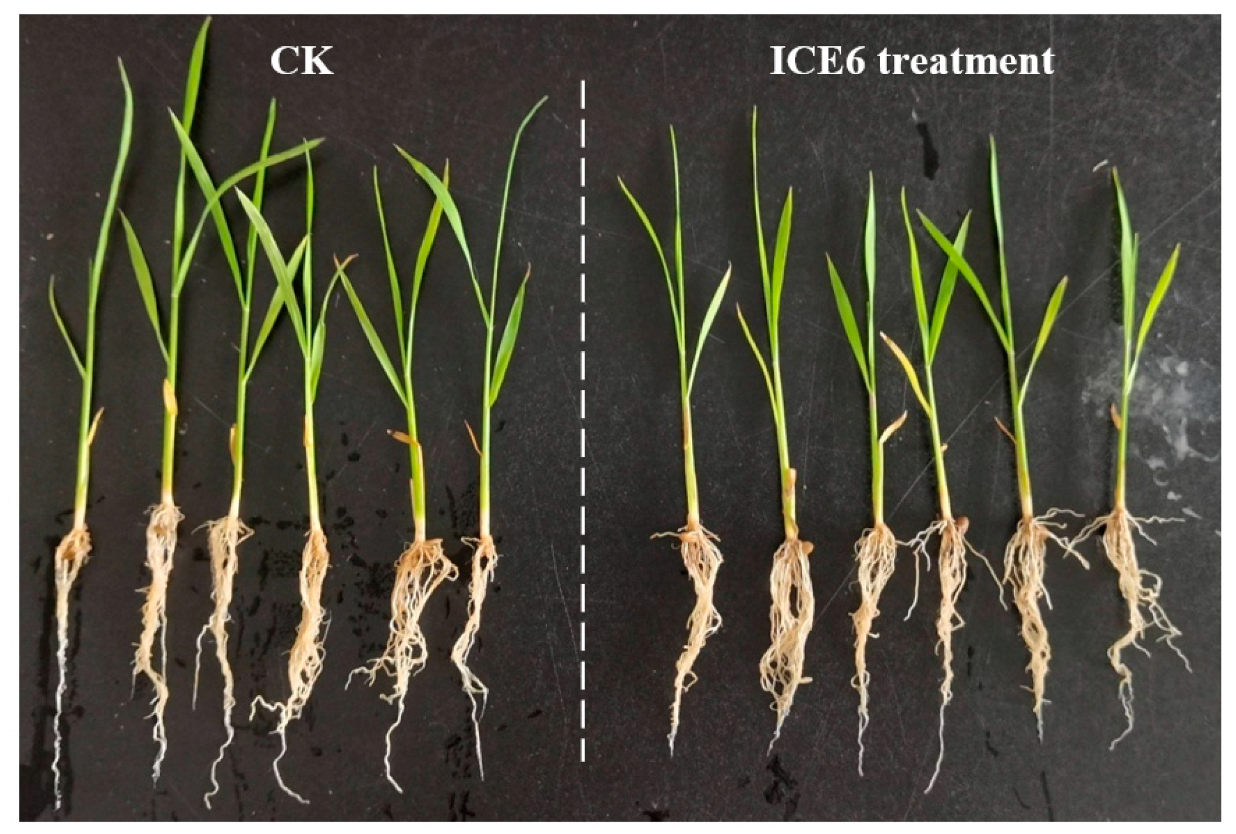 Agriculture 12 00218 g007