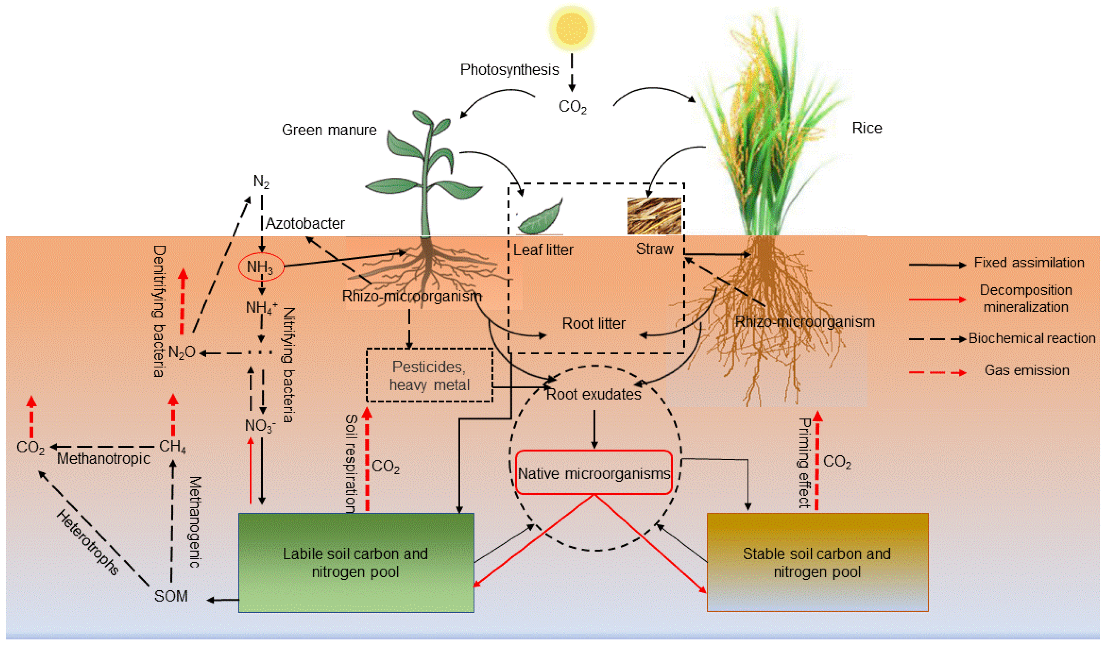 Image of Green manure natural nitrogen fertilizer
