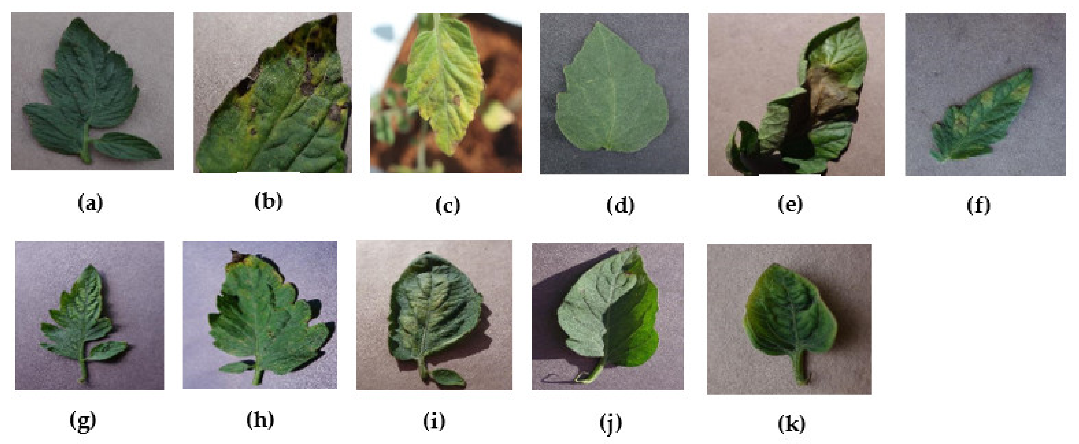 Agriculture 12 00228 g001 550