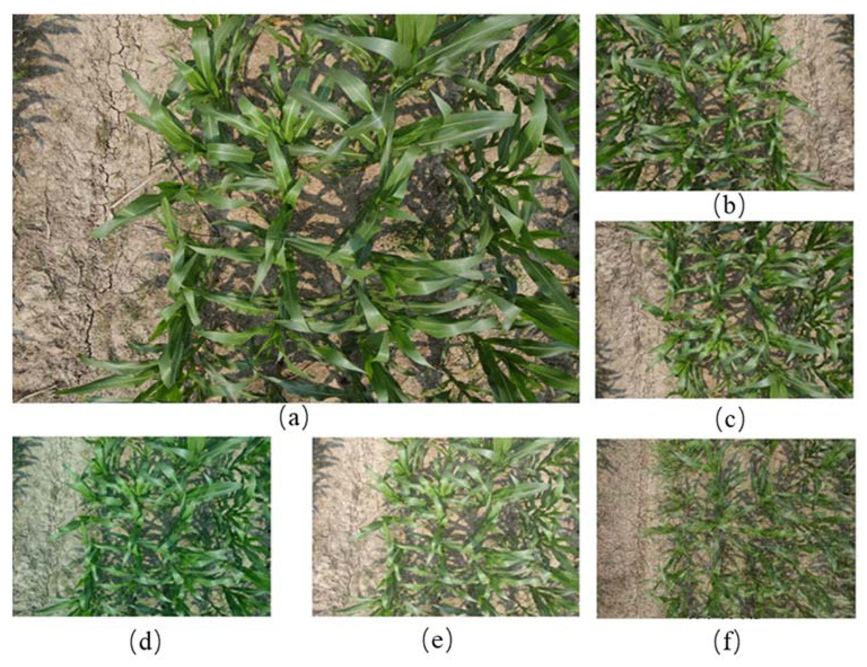 Agriculture 12 00248 g004 550