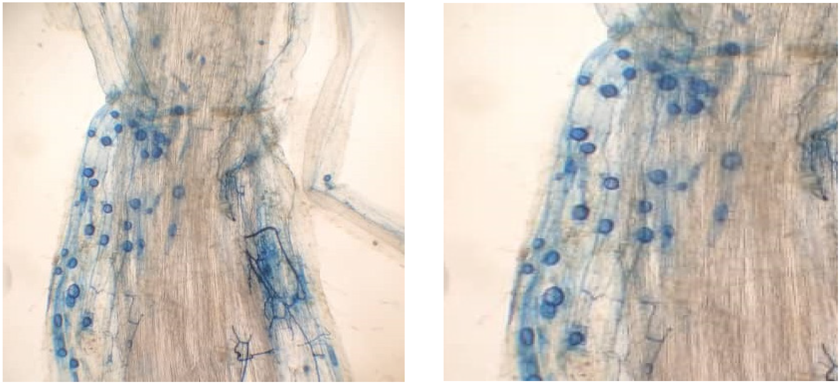 Agriculture 12 00251 g001