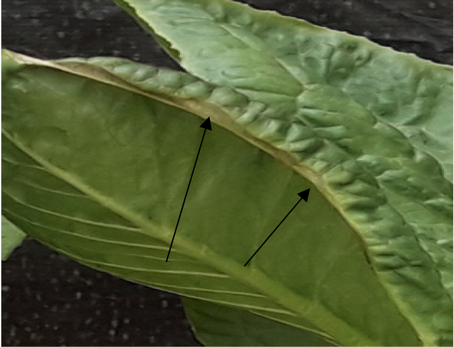 Agriculture 12 00251 g010