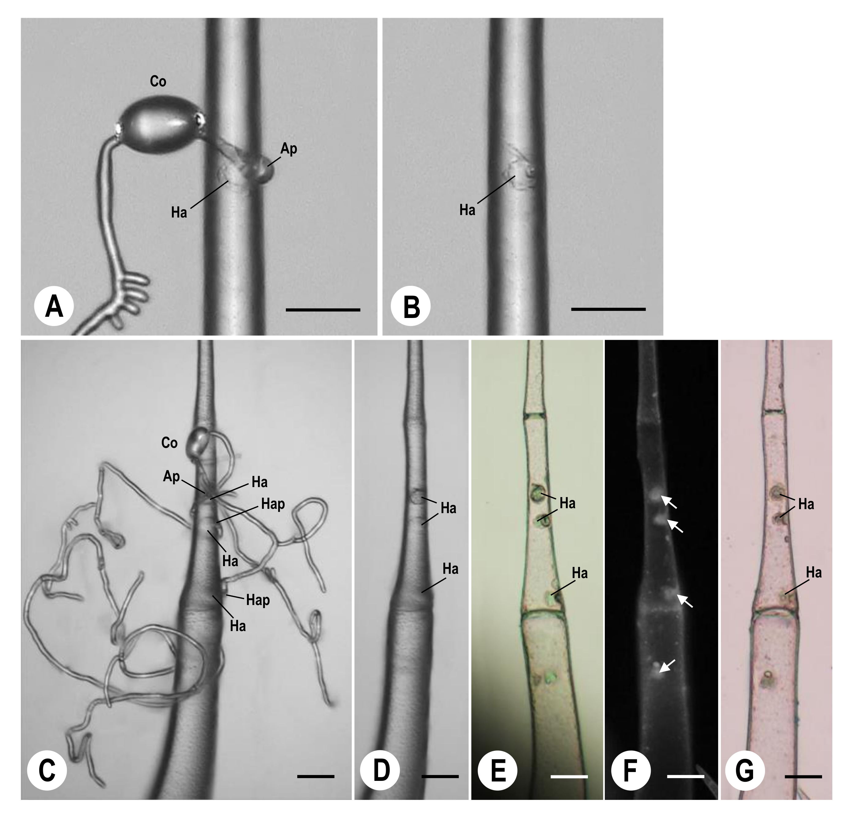 Agriculture 12 00254 g003 Agriculture 12 00254 g003