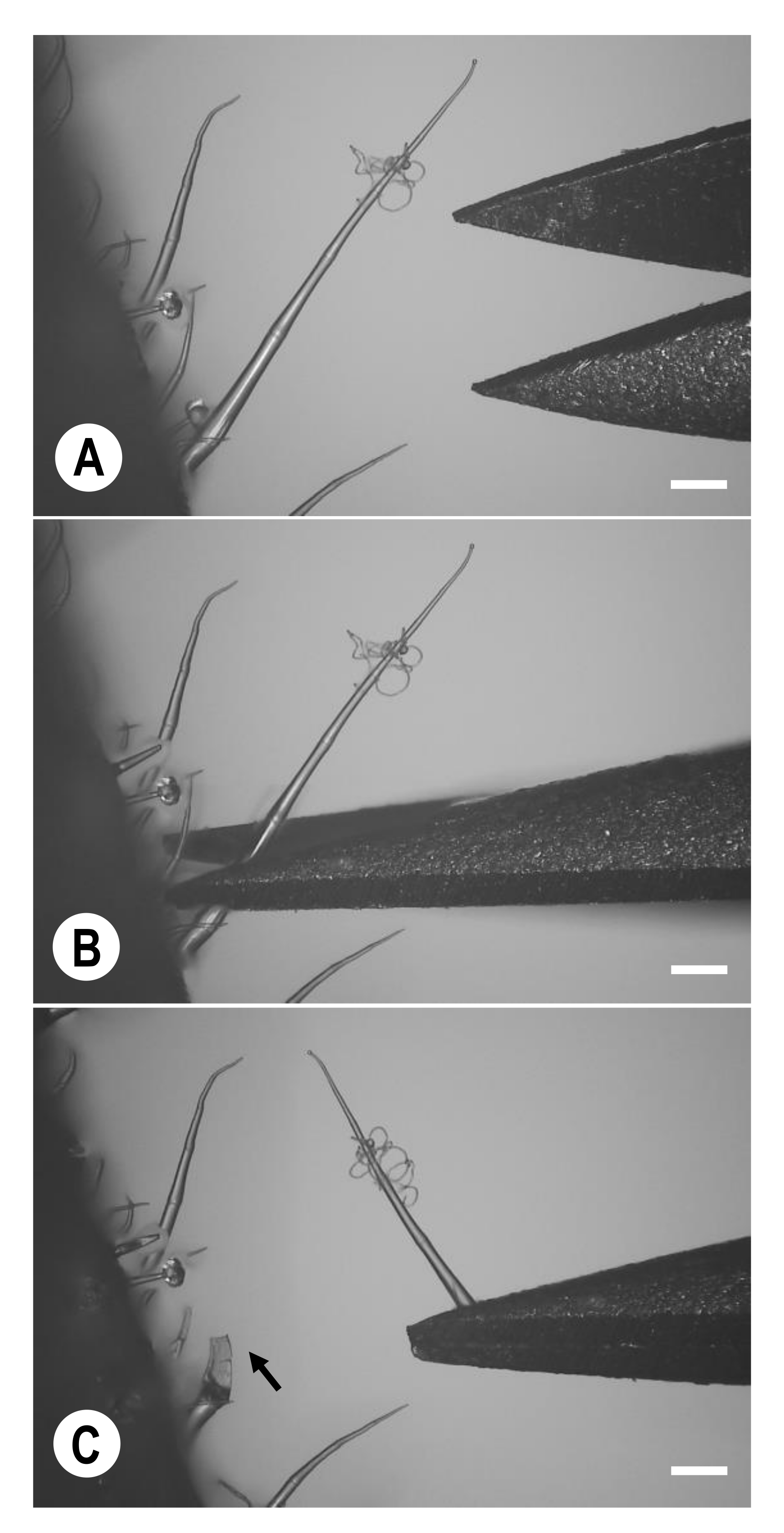 Agriculture 12 00254 g004 Agriculture 12 00254 g004