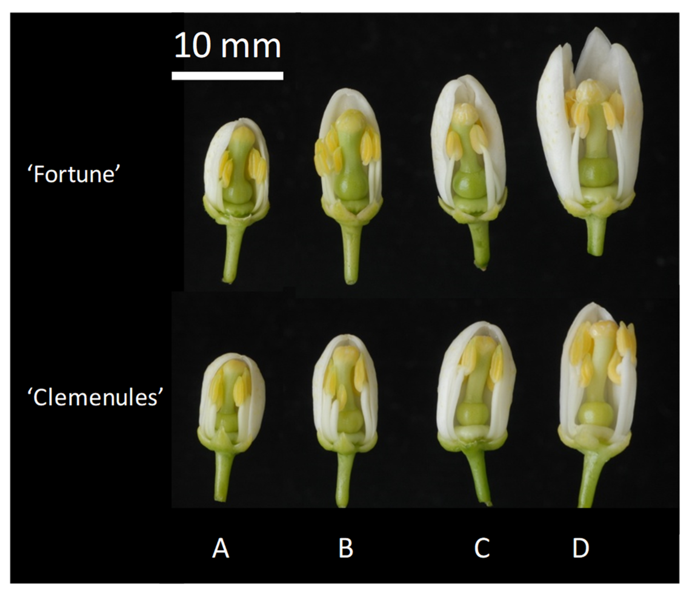 Self Pollination Examples