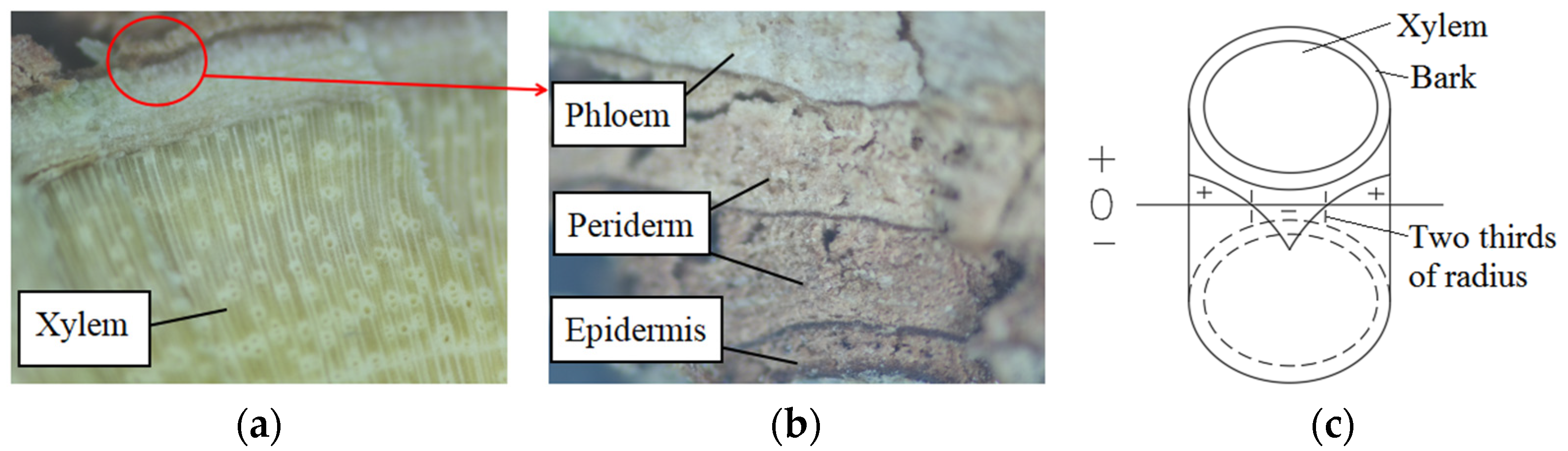 Agriculture 12 00278 g001