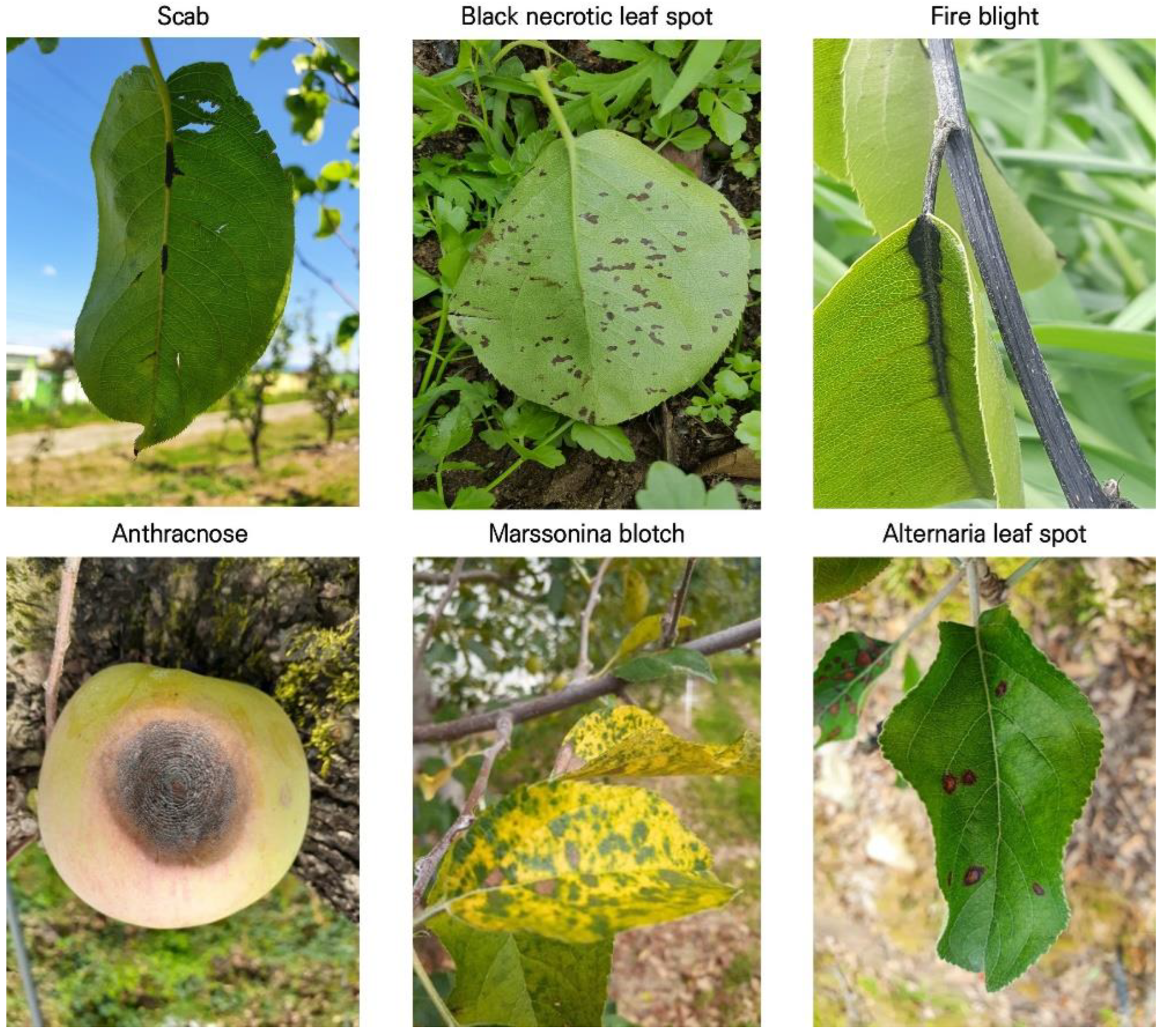 Agriculture 12 00300 g001