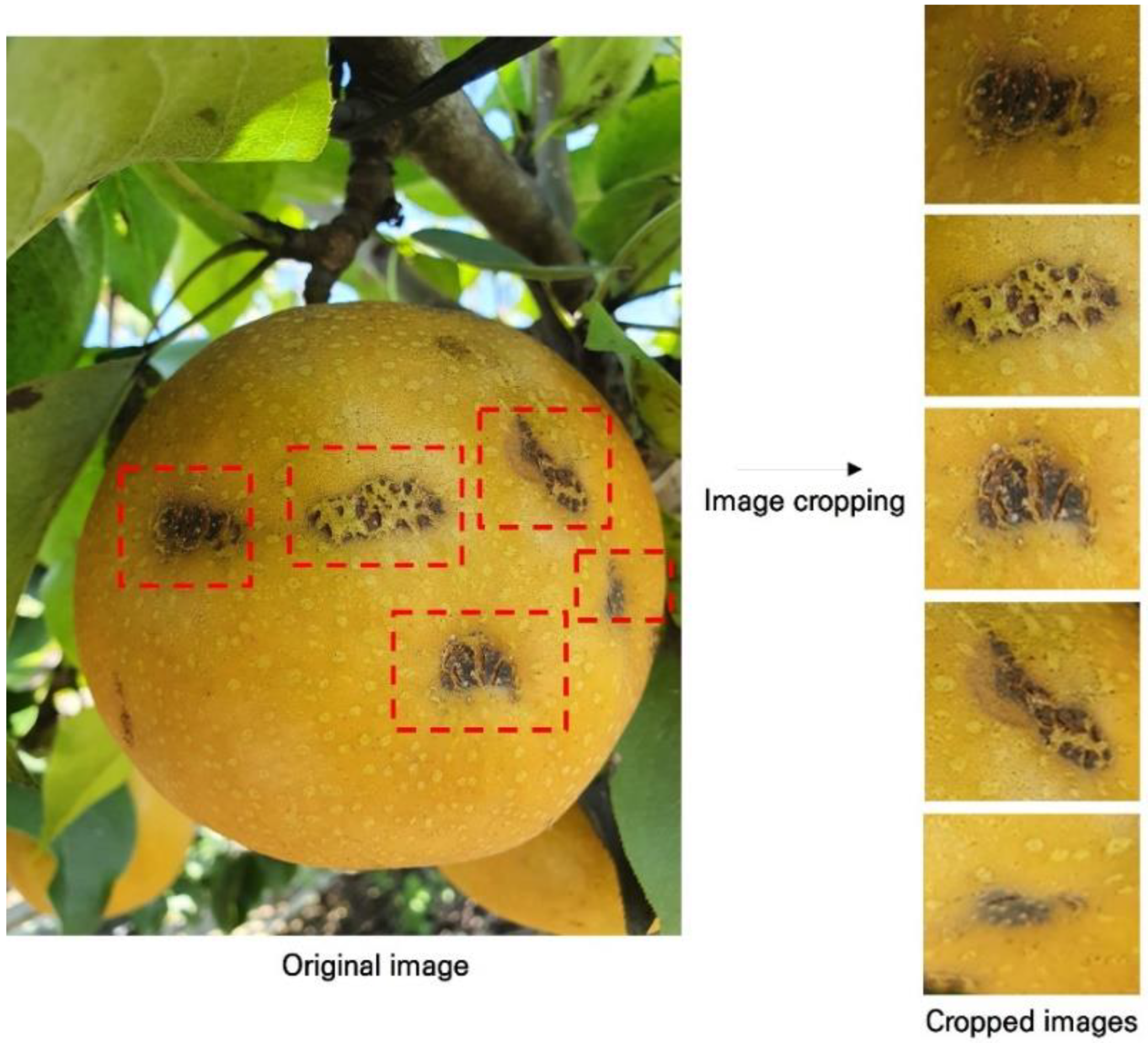 Agriculture 12 00300 g002