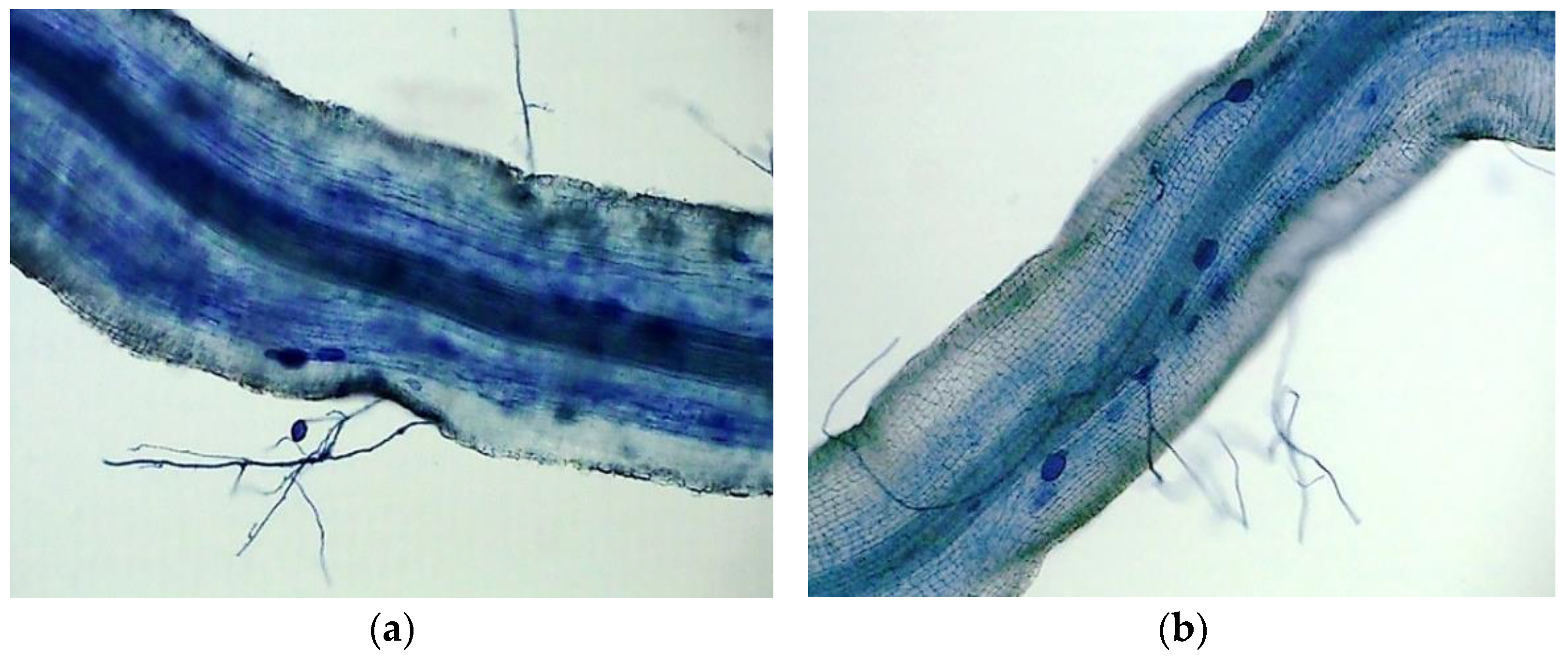 Agriculture 12 00317 g001