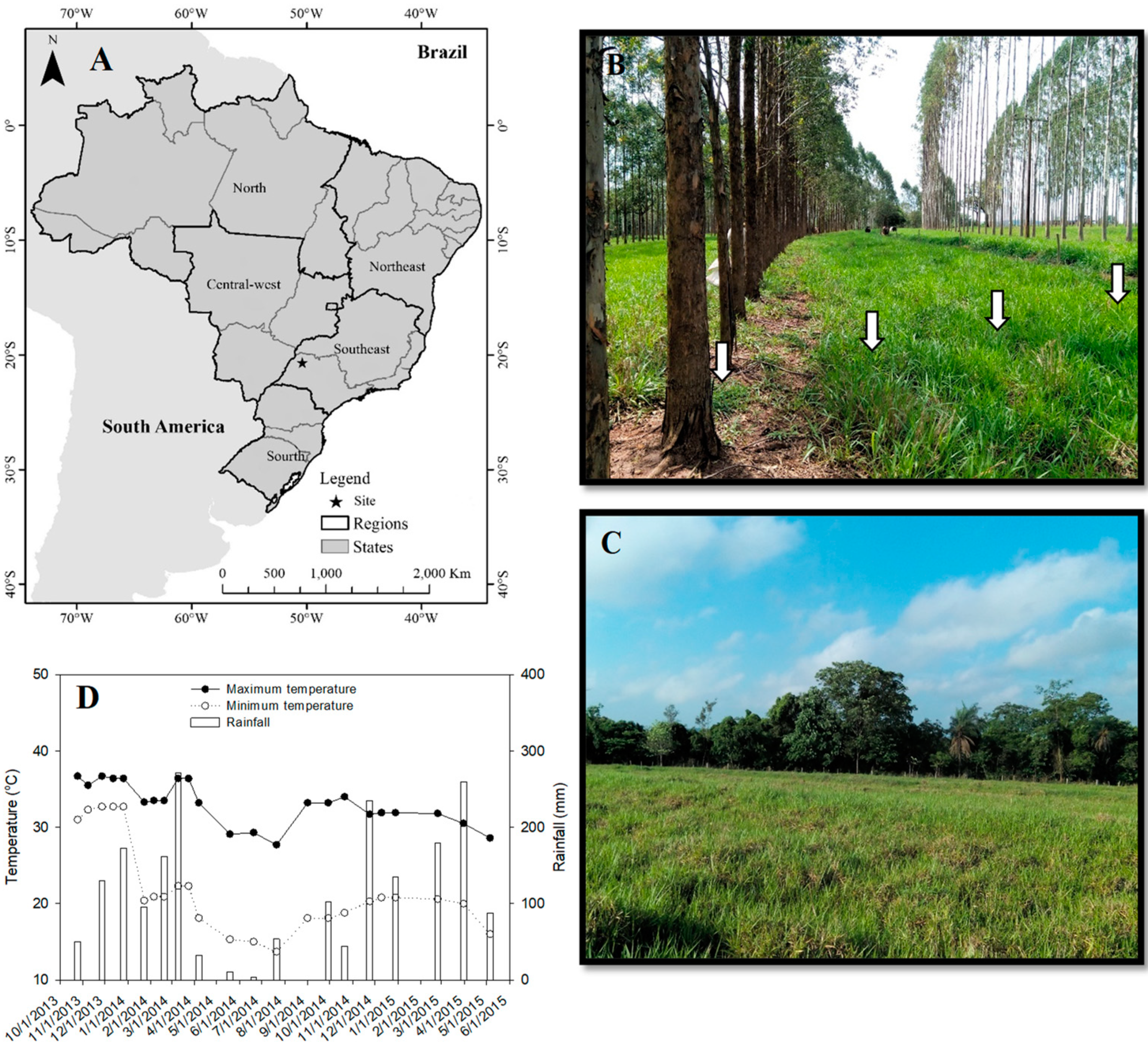 PDF) Effects of row spacing and intercrop on maize grain yield and forage  production of palisade grass