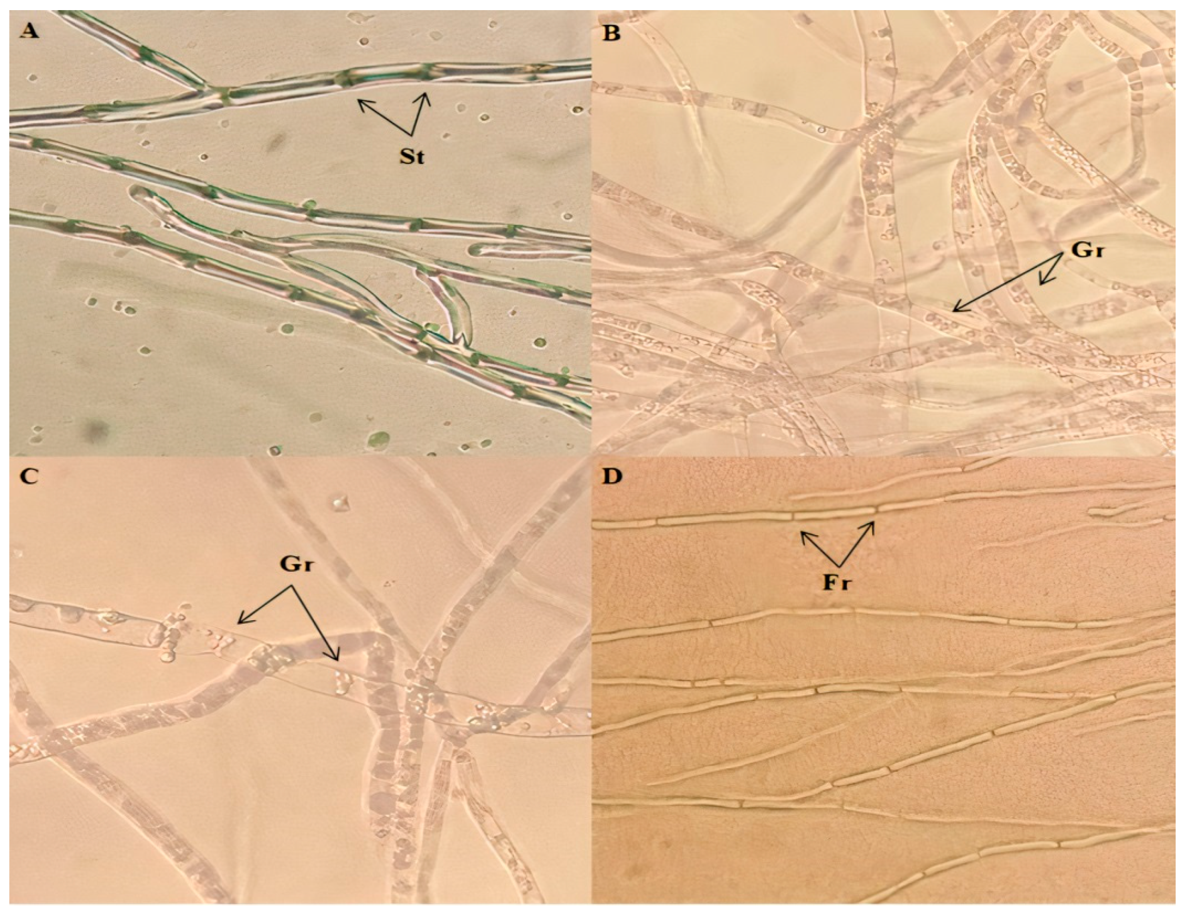 Agriculture 12 00429 g001