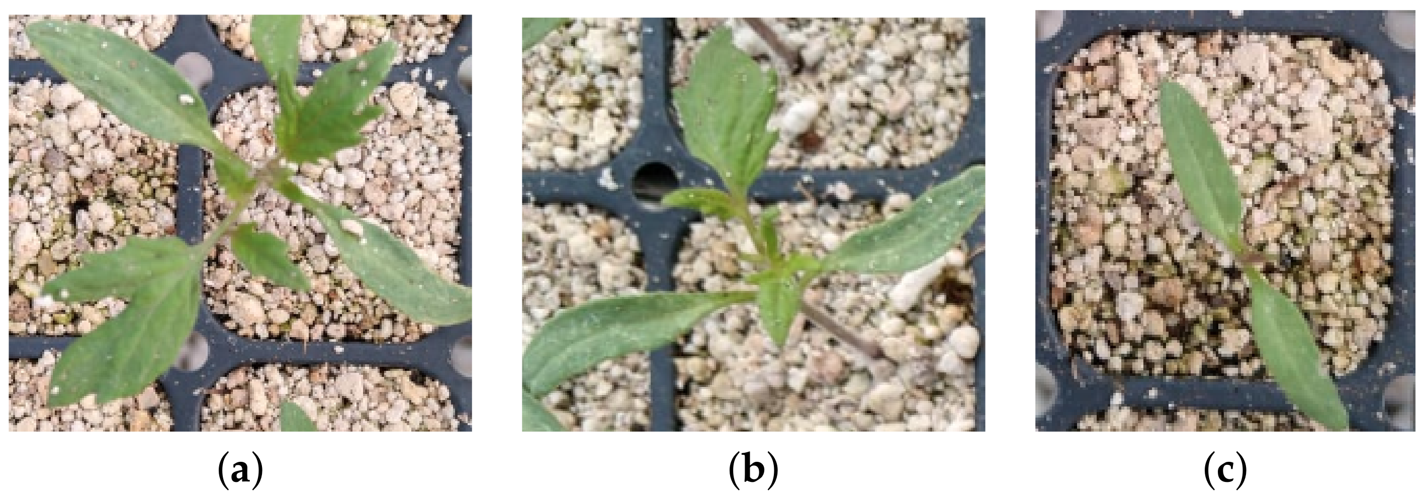 Agriculture 12 00449 g004 550