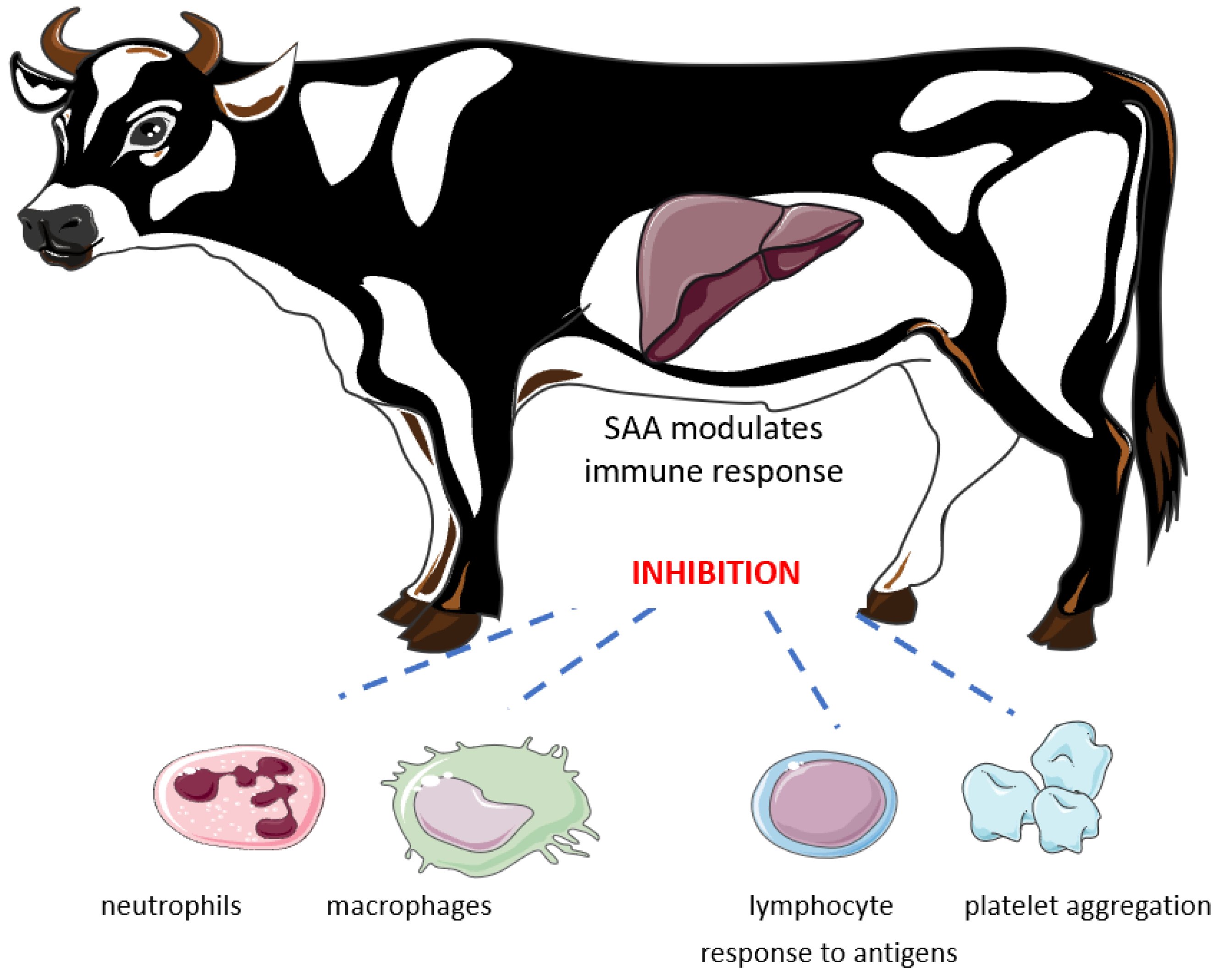 Agriculture | Free Full-Text | Diagnostic Use of Serum Amyloid A in Dairy Cattle Agriculture | Free Full-Text | Diagnostic Use of Serum Amyloid A in Dairy Cattle